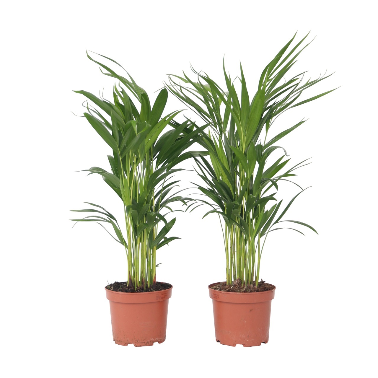 Areca goudpalm - Set van 2 - Dypsis lutescens - Hoogte 60-70cm -⌀17cm afbeelding