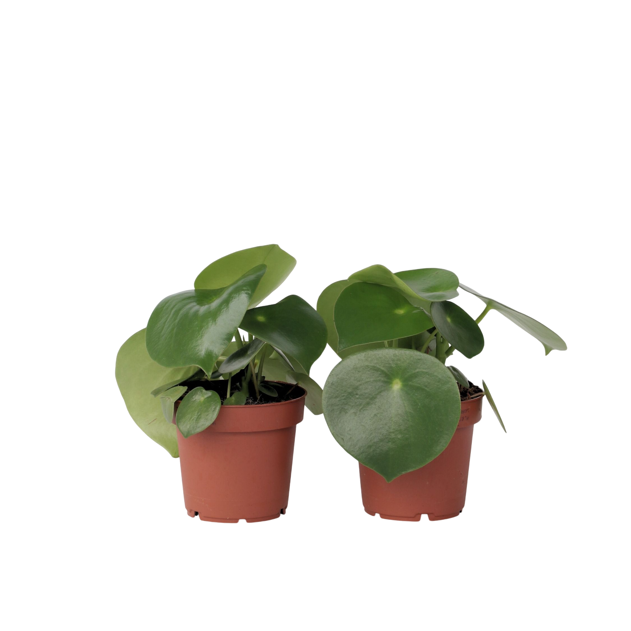 Regendruppelplant - Set van 2 - Peperomia polybotrya - Hoogte 20-30cm -⌀12cm afbeelding