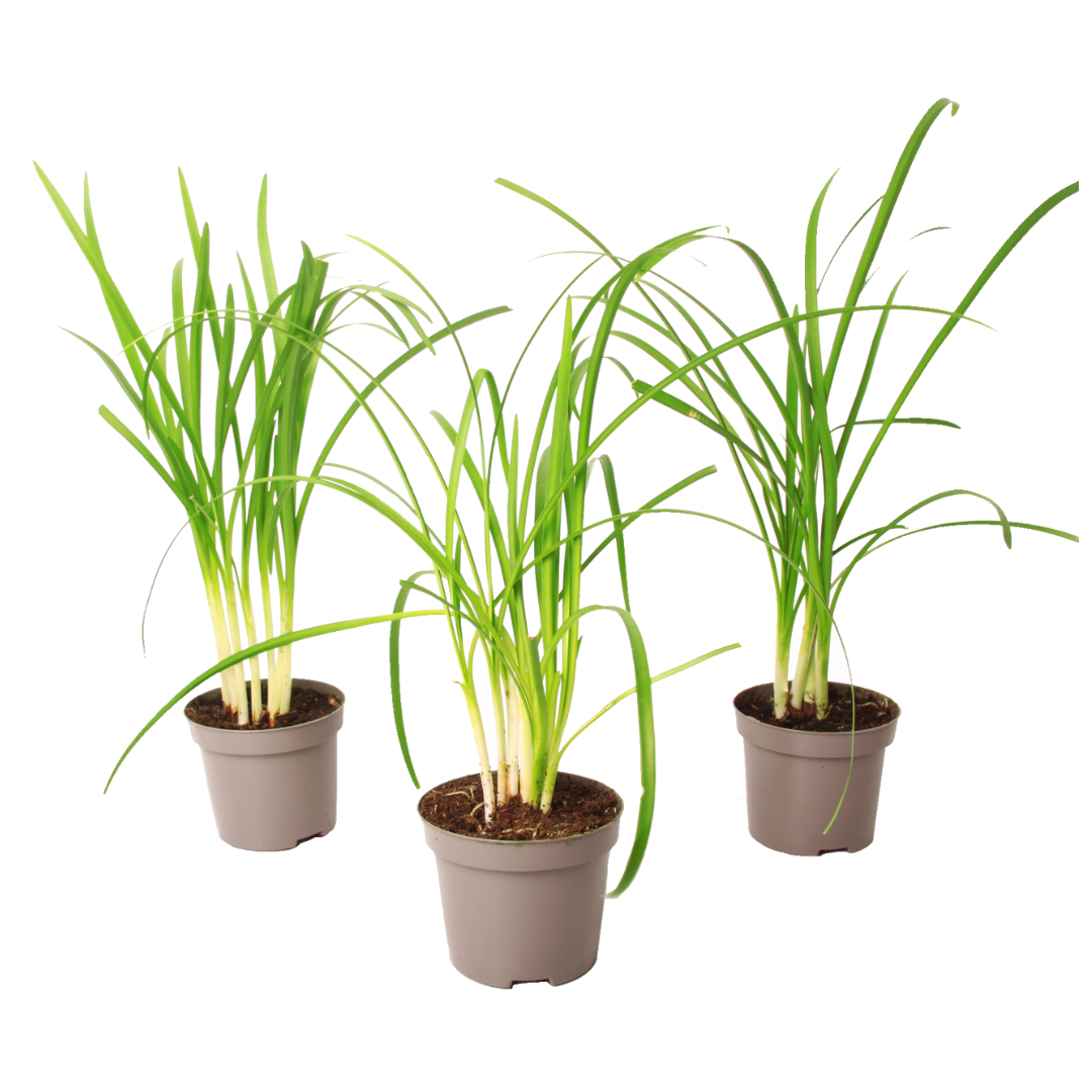 Kaapse knoflook - Set van 3 - Tulbaghia violacea - Hoogte 15-25cm -⌀9cm afbeelding