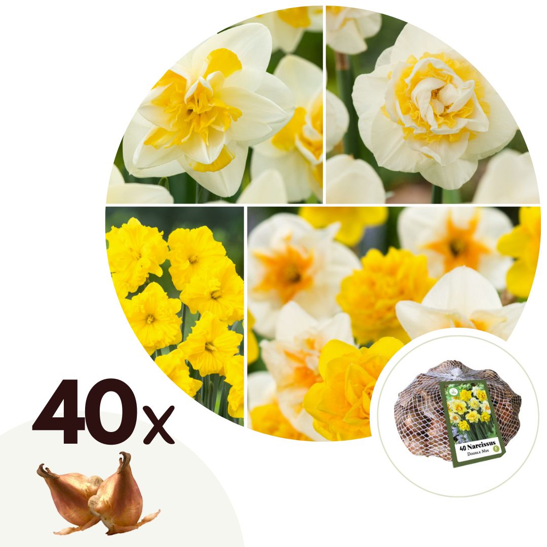 Narcissen - Set van 40 - Narcissus'Double Mix'- Bloembollen afbeelding