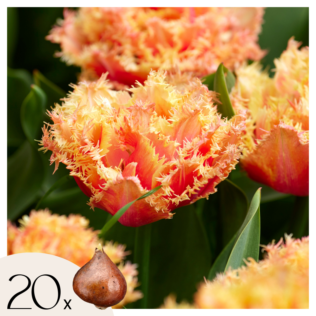 Tulpenbollen - Set van 20 - Tulipa'Brisbane'- Bloembollen - Roze afbeelding