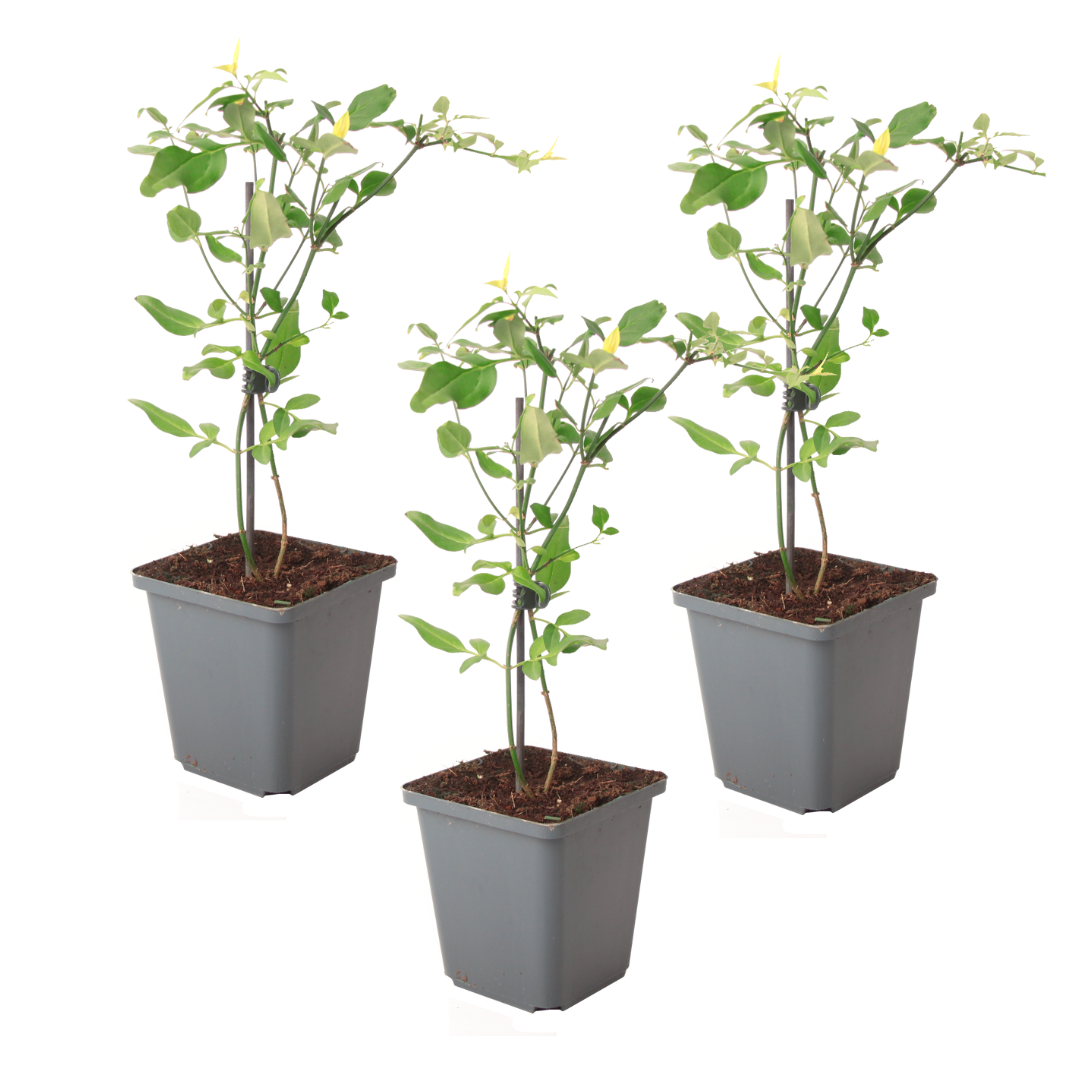 Jasmijn - Set van 3 - Jasminum'Summer Scent'- Hoogte 25-40cm -⌀9cm afbeelding