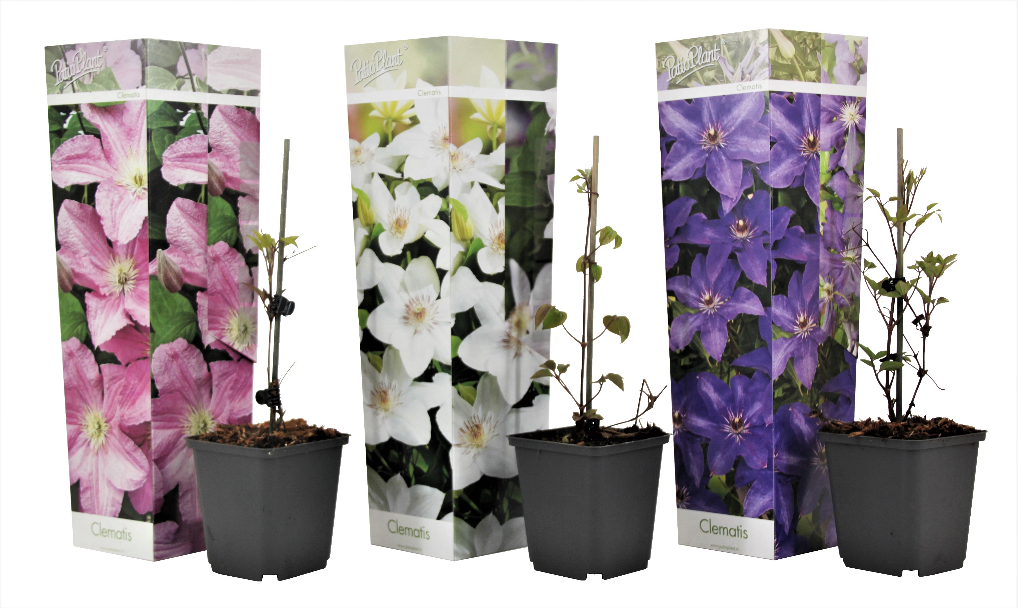 Bosrank - Set van 3 - Clematis hybrid - Hoogte 25-40cm -⌀9cm afbeelding