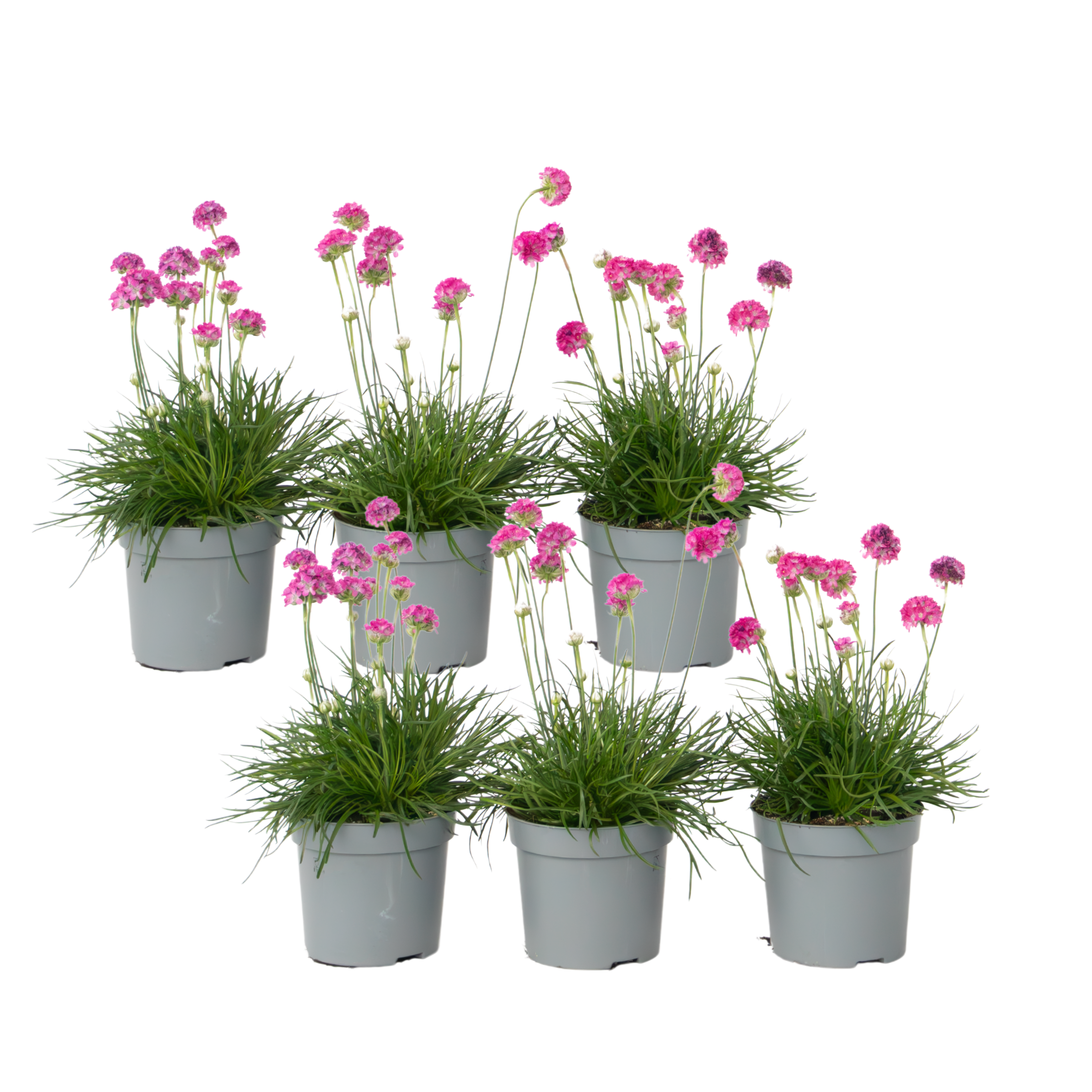 Engels gras - Set van 6 - Armeria maritima'Deep Rose'- Hoogte 20-30cm -⌀12cm afbeelding