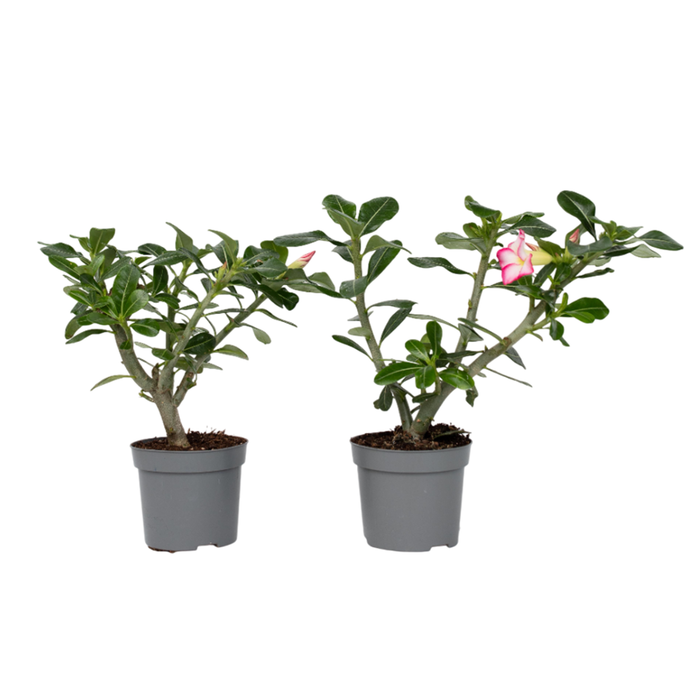 Woestijnroos - Set van 2 - Adenium obesum - Hoogte 30-45cm -⌀13cm afbeelding
