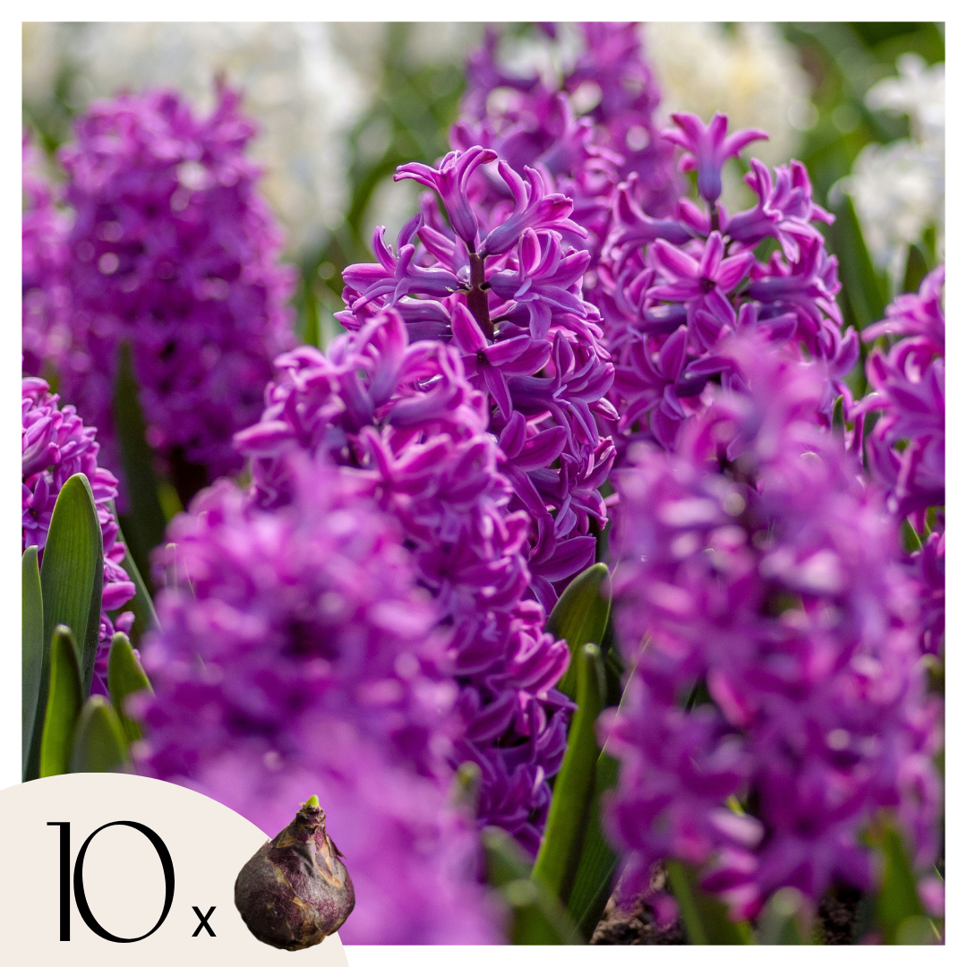 Hyacintenbollen - Set van 10 - Hyacinthus'Purple Voice'- Bloembollen afbeelding