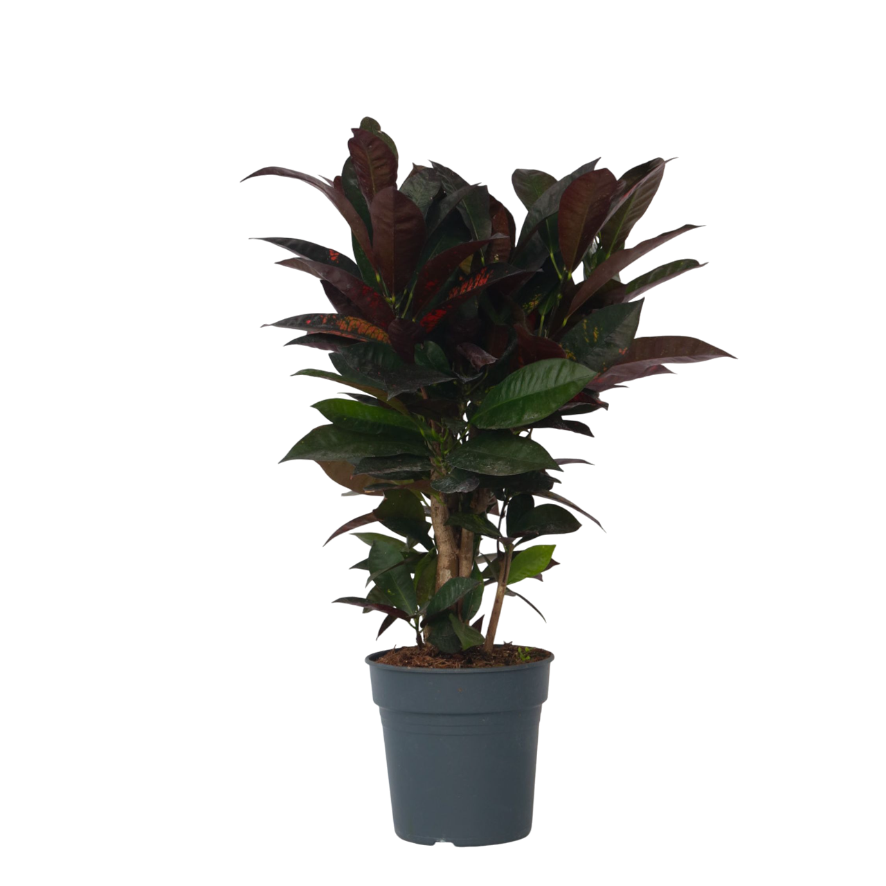 Croton - Codiaeum variegatum'Mrs. Iceton'- Hoogte 60-70cm -⌀19cm afbeelding