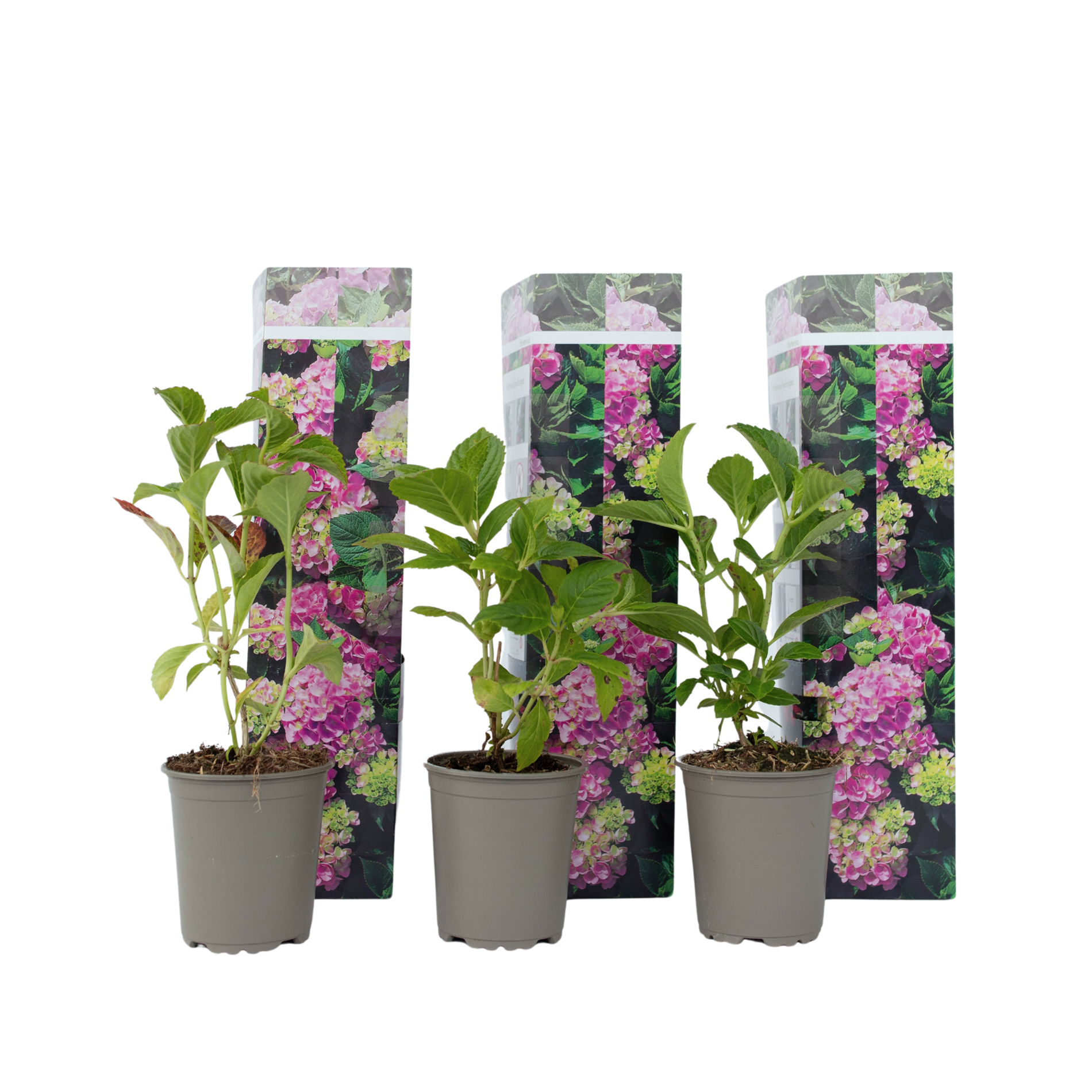 Hortensia - Set van 3 - Hydrangea'Early Pink'- Hoogte 25-40cm -⌀9cm afbeelding