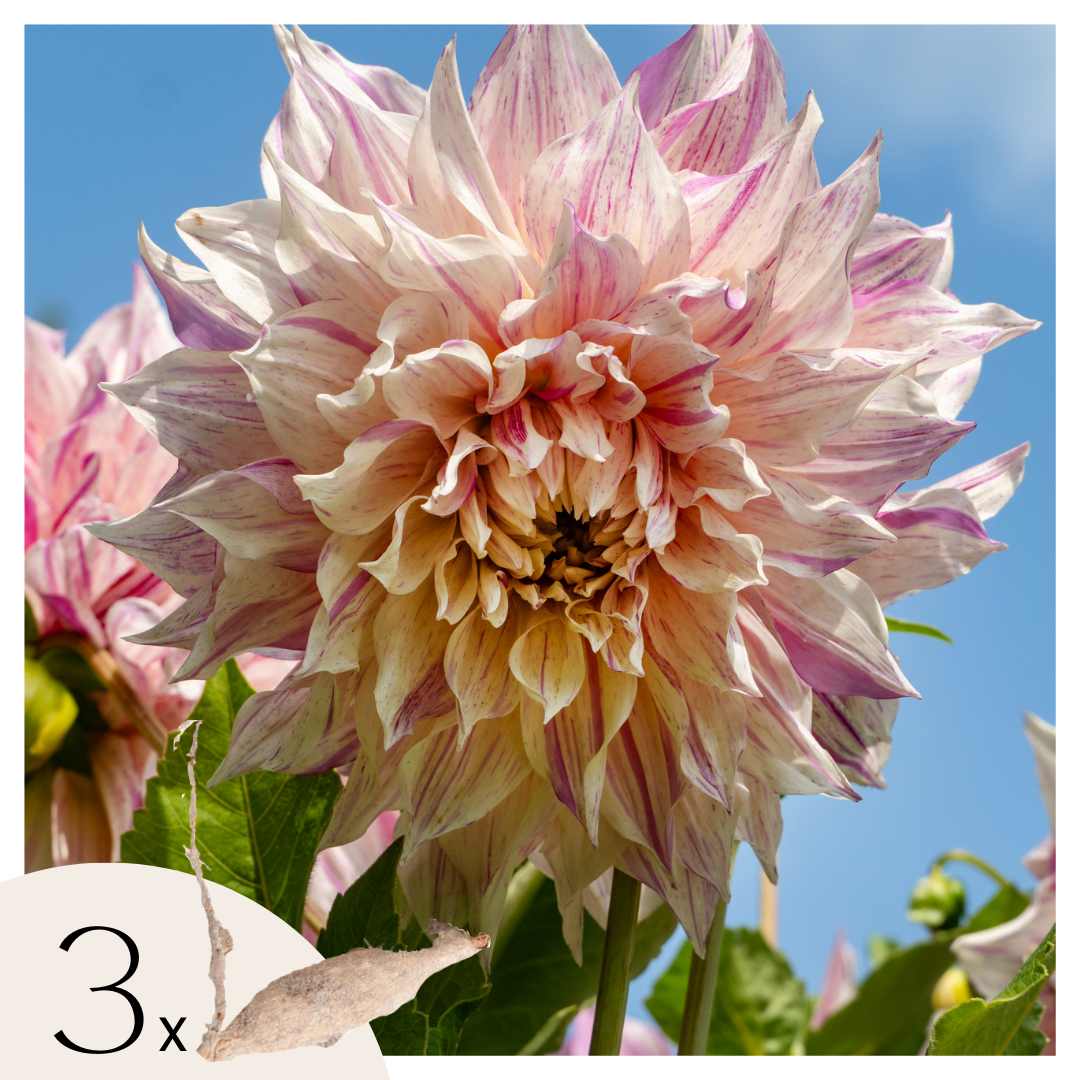 Dahliaknollen - Set van 3 - Dahlia'Café au lait Twist'- Roze afbeelding