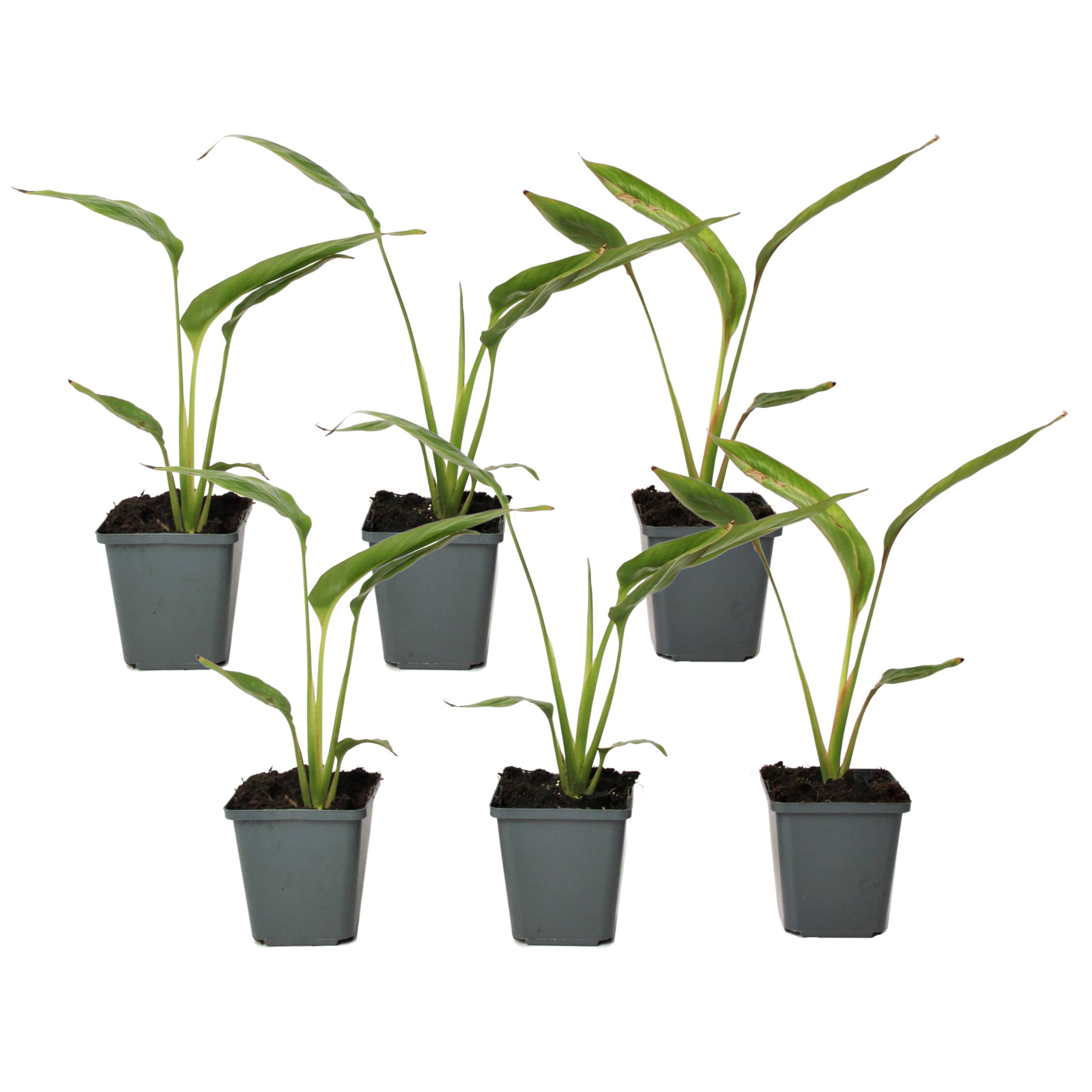 Reizigersboom - Set van 6 - Ravenala madagascariensis - Hoogte 25-40cm -⌀9cm afbeelding