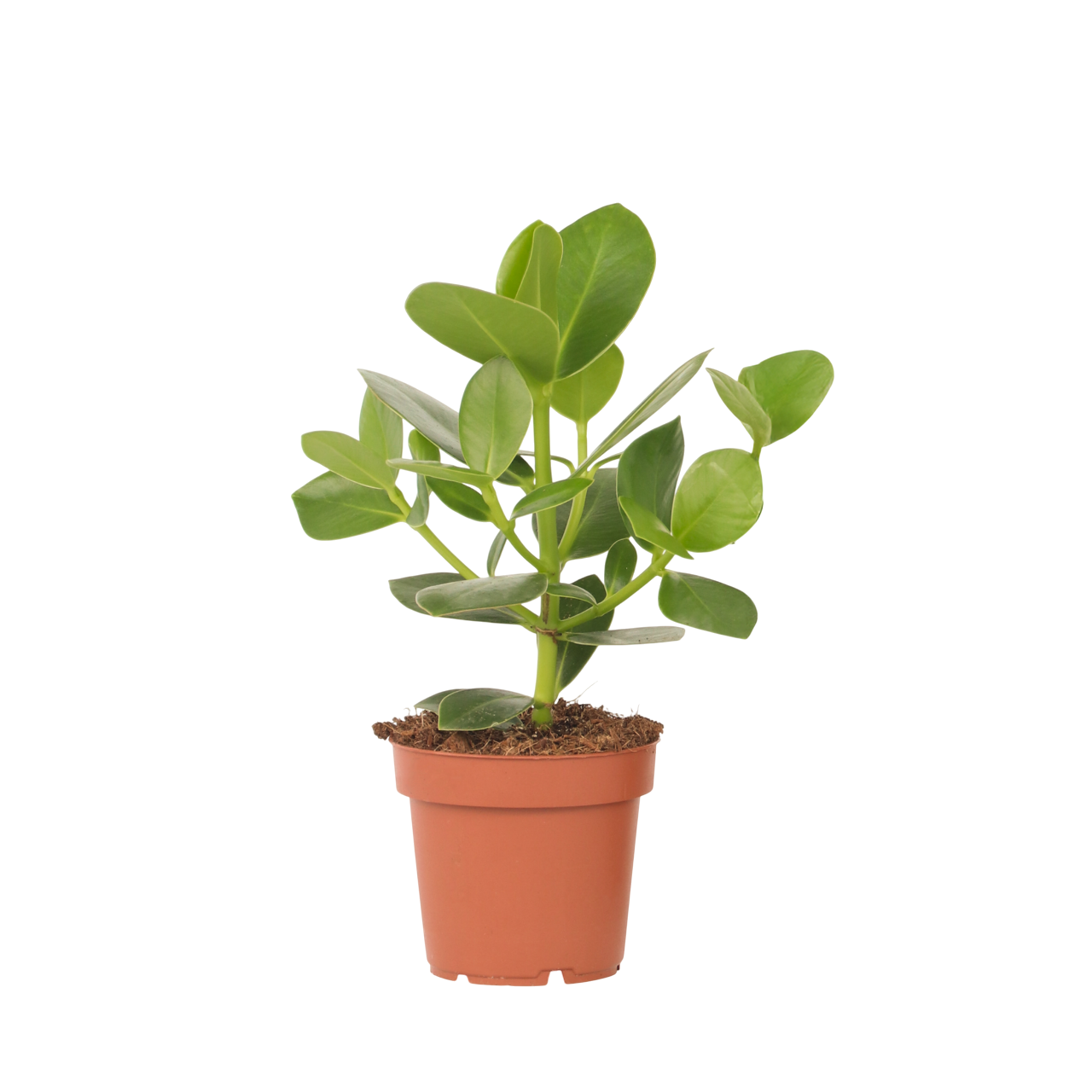Varkensboom - Clusia rosea'Princess'- Hoogte 25-35cm -⌀12cm afbeelding