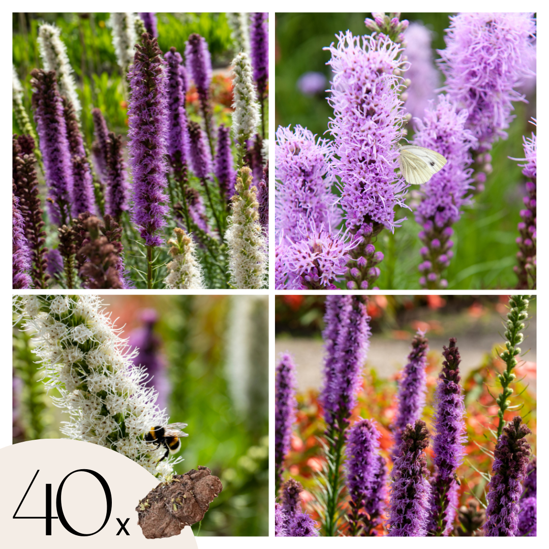 Bitterkruid - Set van 40 - Liatris - Wortelstokken - Paars afbeelding