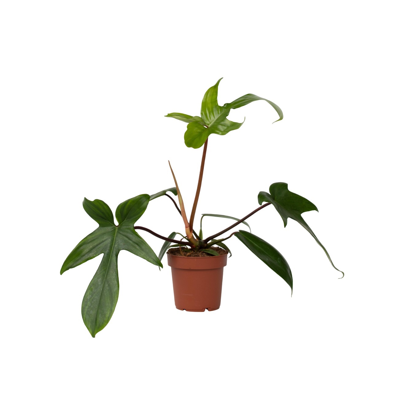 Philodendron - Philodendron'Florida Green'- Hoogte 20-30cm -⌀12cm afbeelding