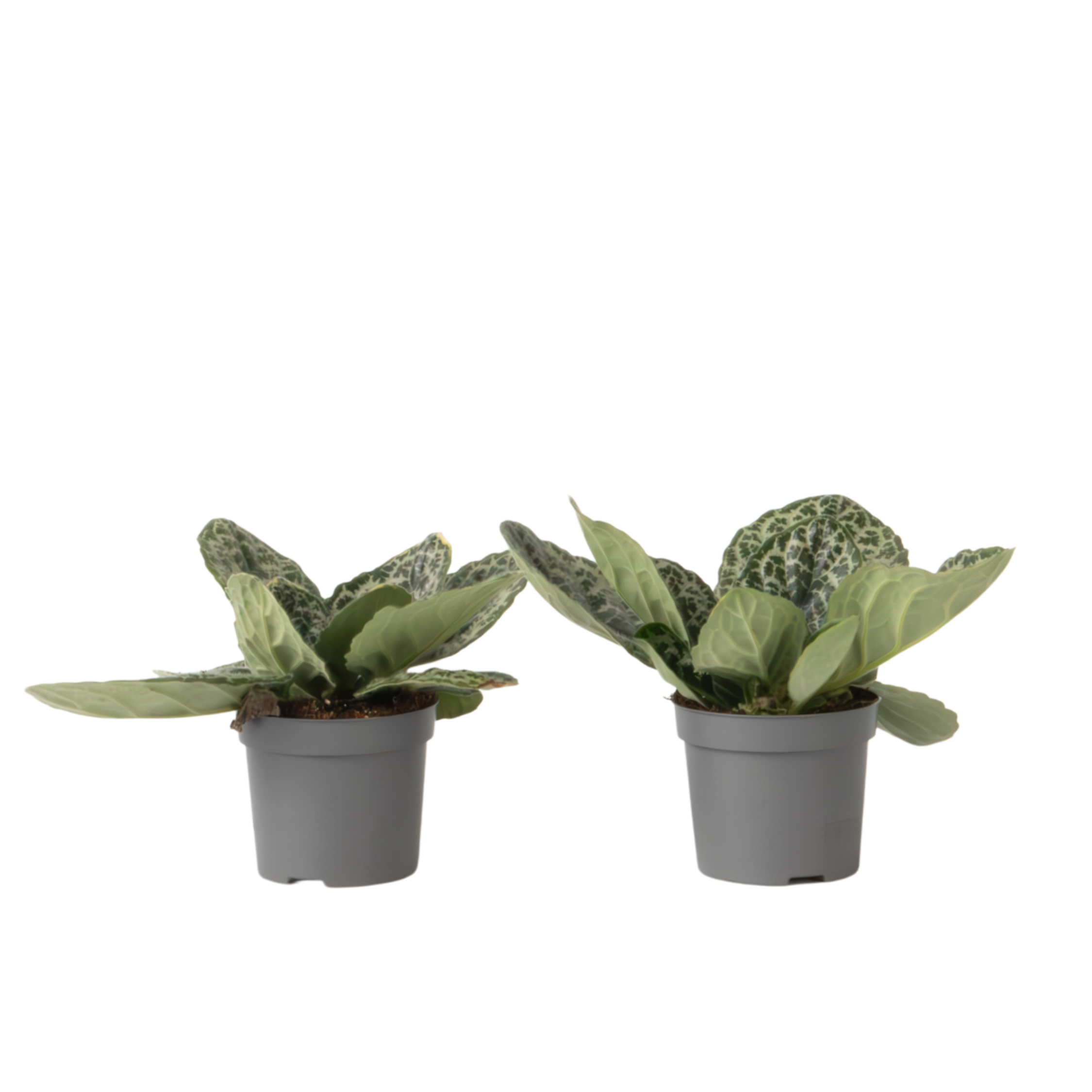 Spiraalvrucht - 2 Stuks - Streptocarpus'Pretty Turtle'- Hoogte 25-35cm -⌀13cm afbeelding