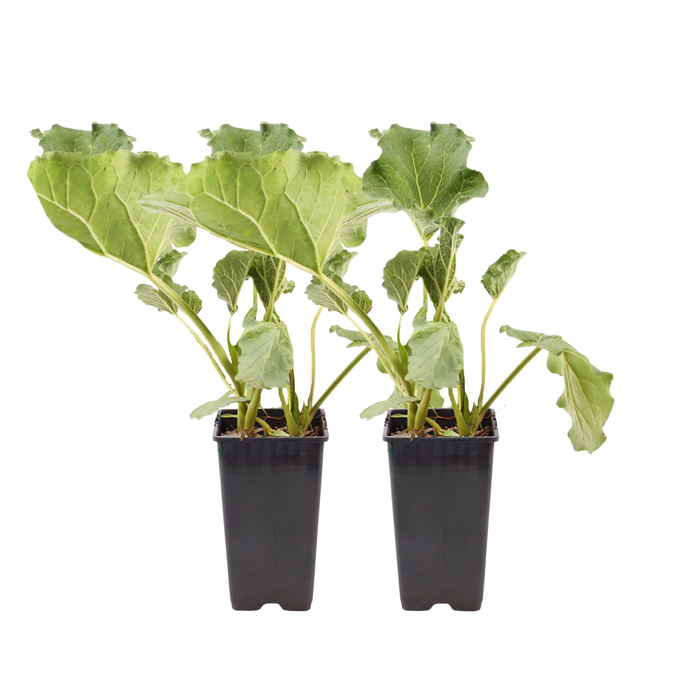 Rebarbora - Sada 2 - Rheum rhabarbarum - V.50-60cm - ø15cm