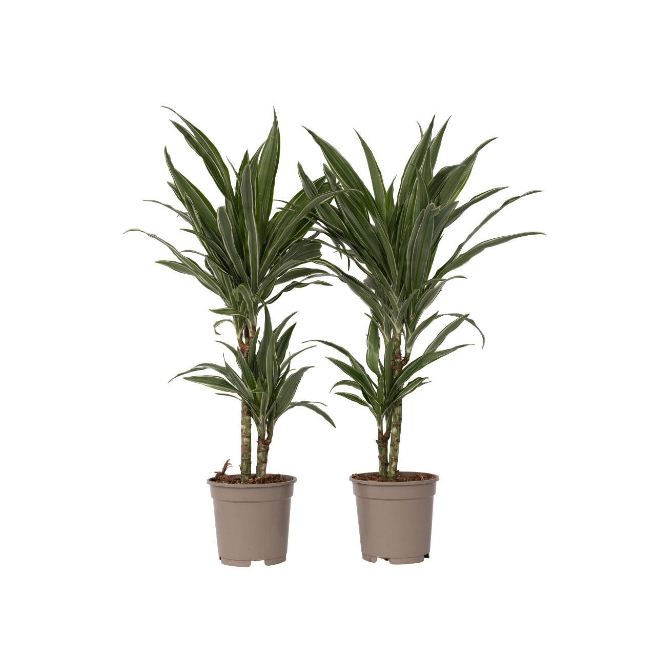Drakenbloedboom - Set van 2 - Dracaena'Warneckei'- Hoogte 60-70cm -⌀17cm afbeelding