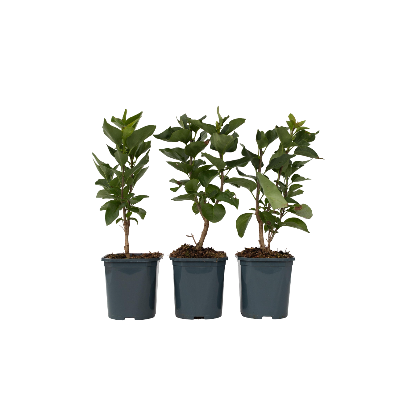 Sering - Set van 6 - Syringa vulgaris - Hoogte 25-40cm -⌀17cm afbeelding