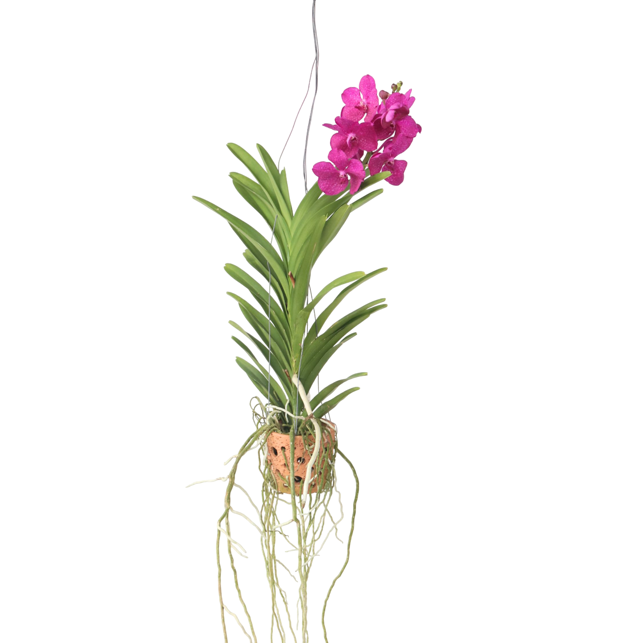 Orchidee - Vanda'Pink'- Hoogte 45-55cm -⌀12cm afbeelding