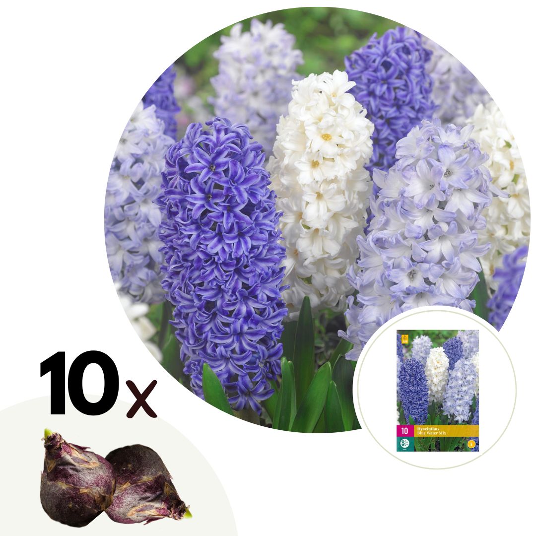 Hyacinthenmix - Set van 10 - Hyacinthus - Bloembollen afbeelding