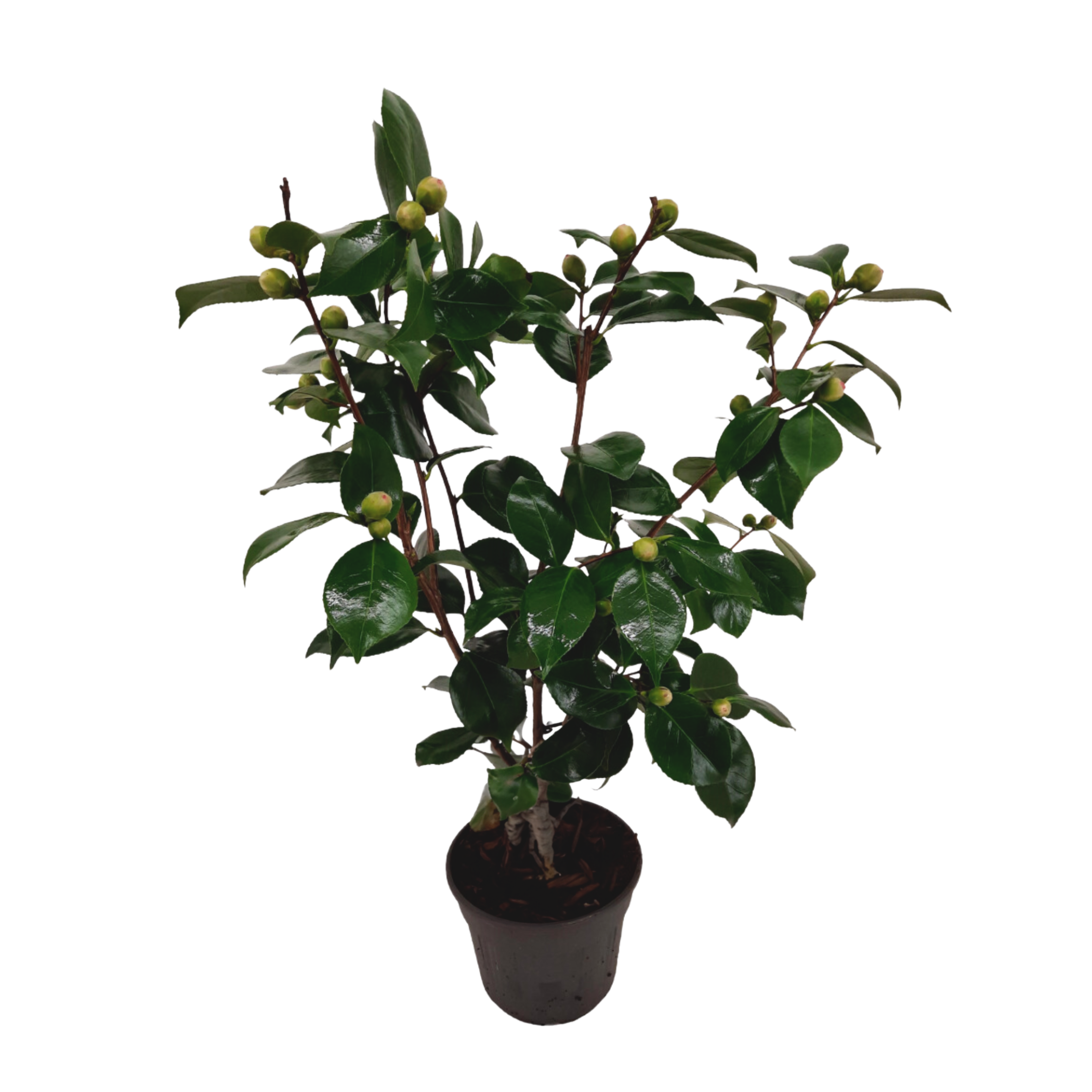 Japanse Roos - Camellia japonica'Bonomiana'- Hoogte 50-60cm -⌀15cm afbeelding