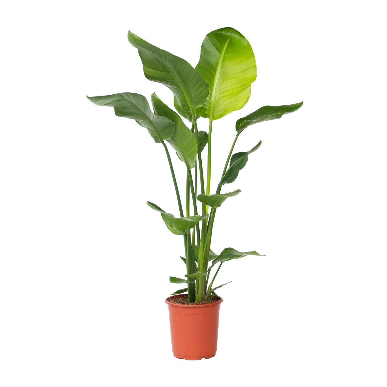 Paradijsvogelplant - Strelitzia nicolai - Hoogte 90-110cm -⌀21cm afbeelding