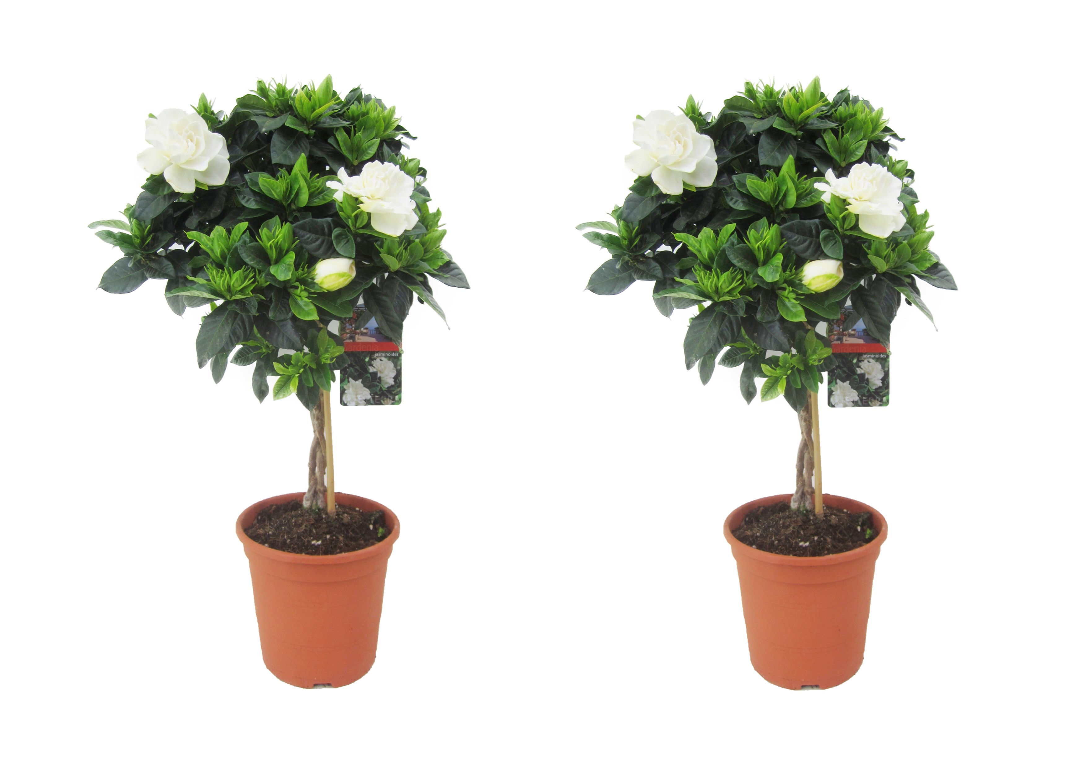 Kaapse jasmijn - Set van 2 - Gardenia jasminoides - Hoogte 50-60cm -⌀19cm afbeelding