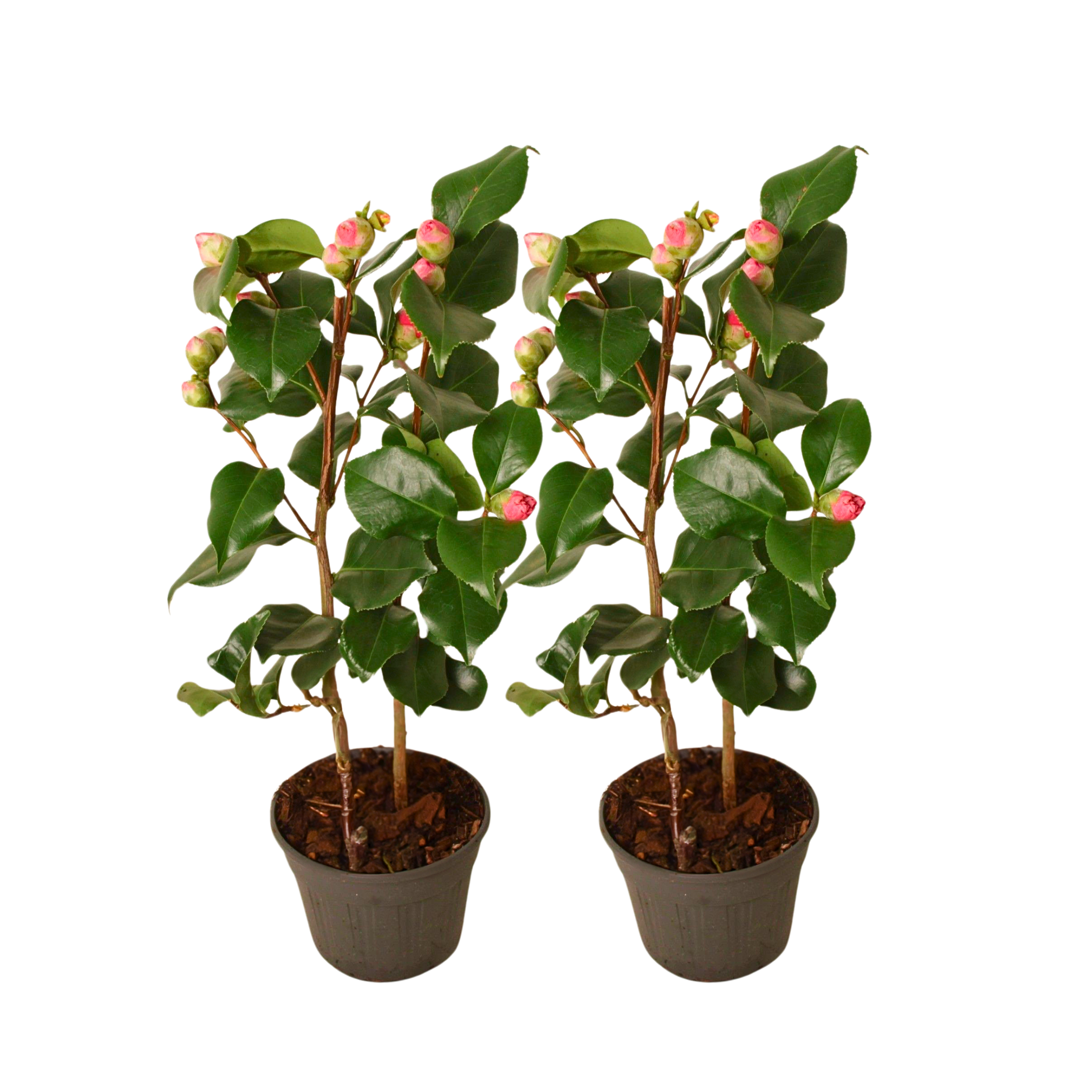 Japanse Roos - Set van 2 - Camellia japonica'Dr. King'- Hoogte 50-60cm -⌀15cm afbeelding
