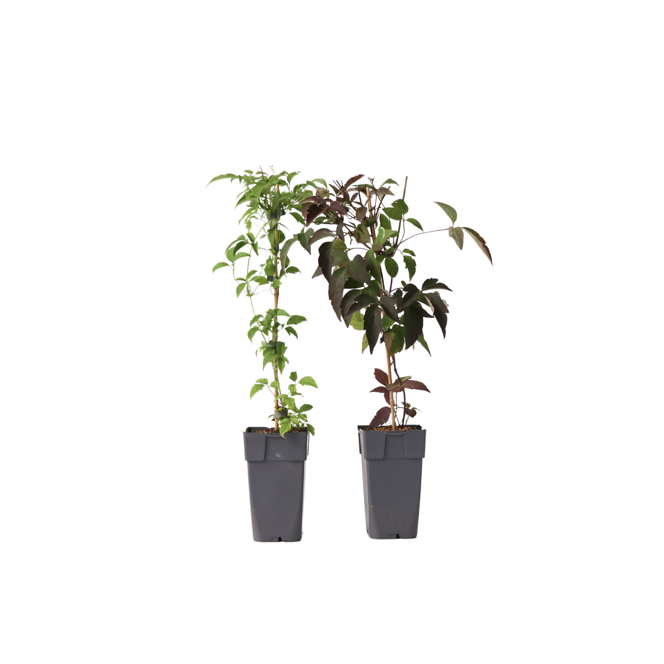 Bosrank - Set van 2 - Clematis Grandiflora, Spring - Hoogte 60-70cm -⌀15cm afbeelding
