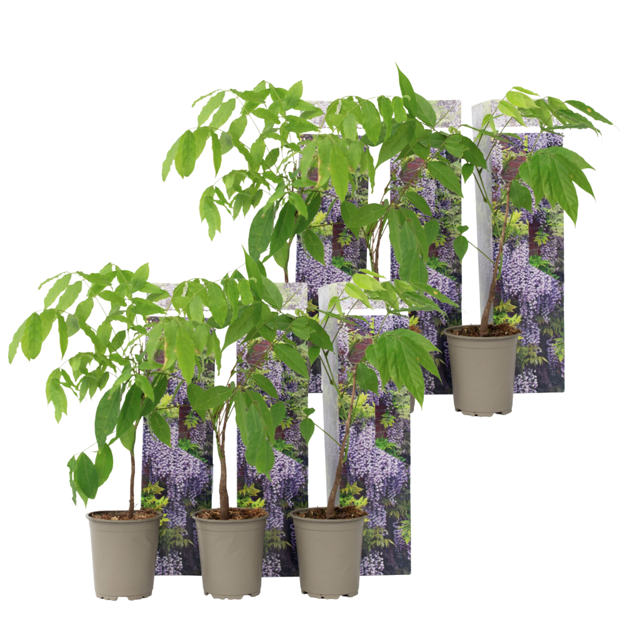 Blauwe regen - Set van 6 - Wisteria sinensis - Hoogte 25-40cm -⌀9cm afbeelding
