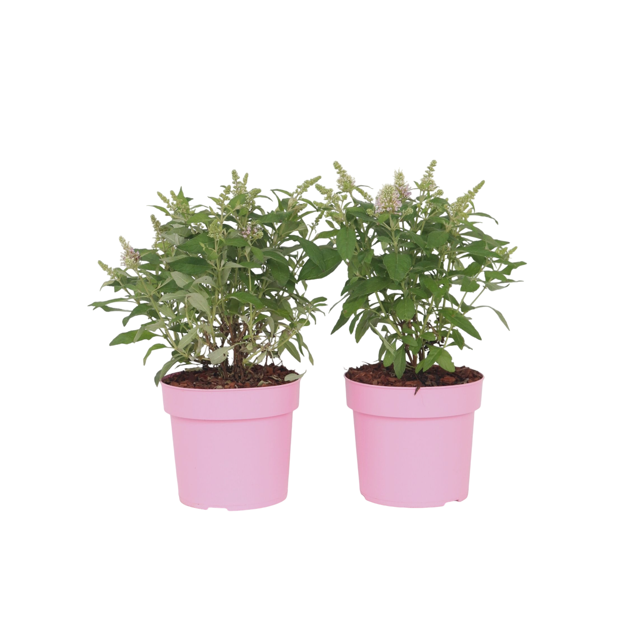 Vlinderstruik - Set van 2 - Buddleja davidii'Candy'- Hoogte 30-40cm -⌀19cm afbeelding