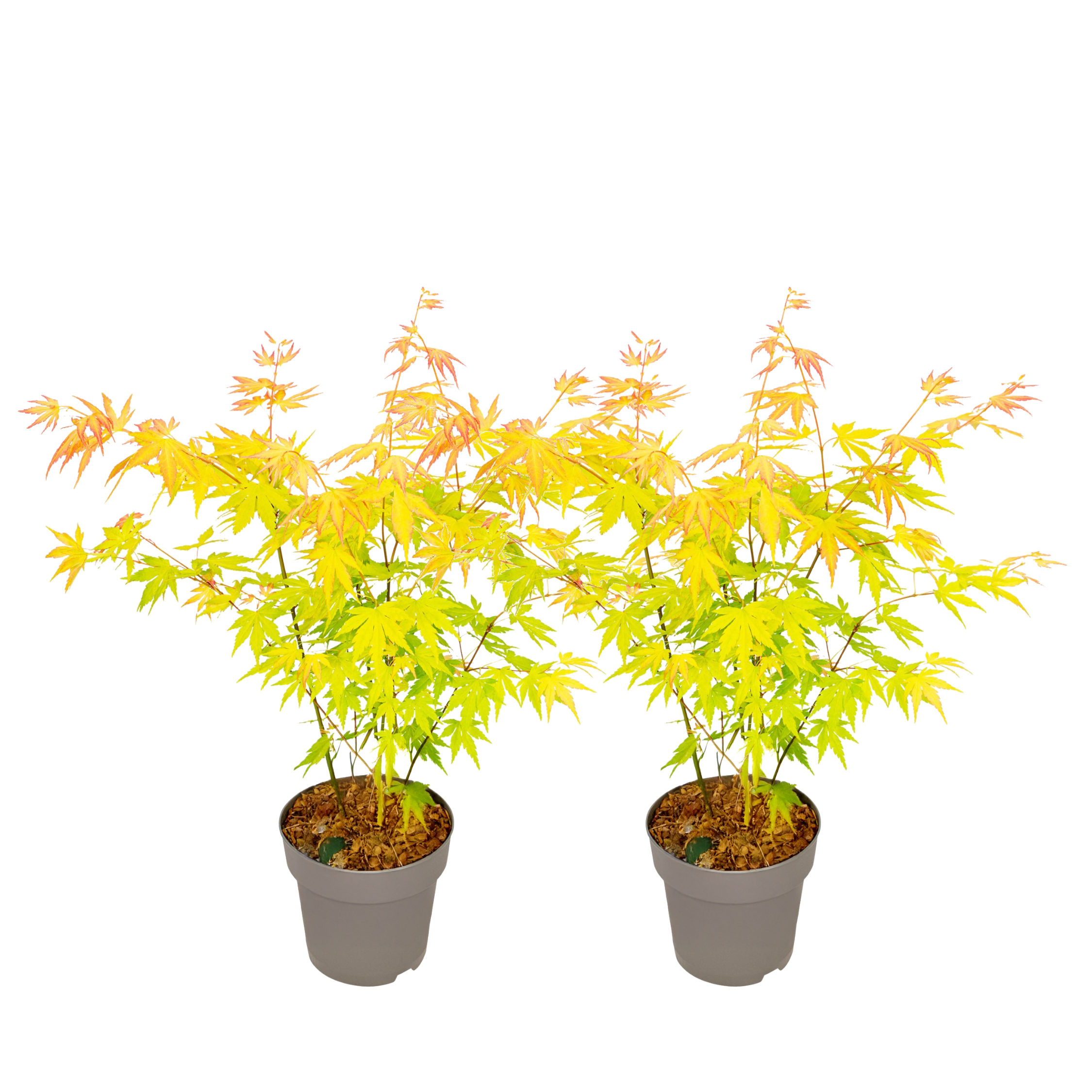 Japanse Esdoorn - 2 Stuks - Acer palm.'Orange Dream'- Hoogte 35-55cm -⌀15cm afbeelding