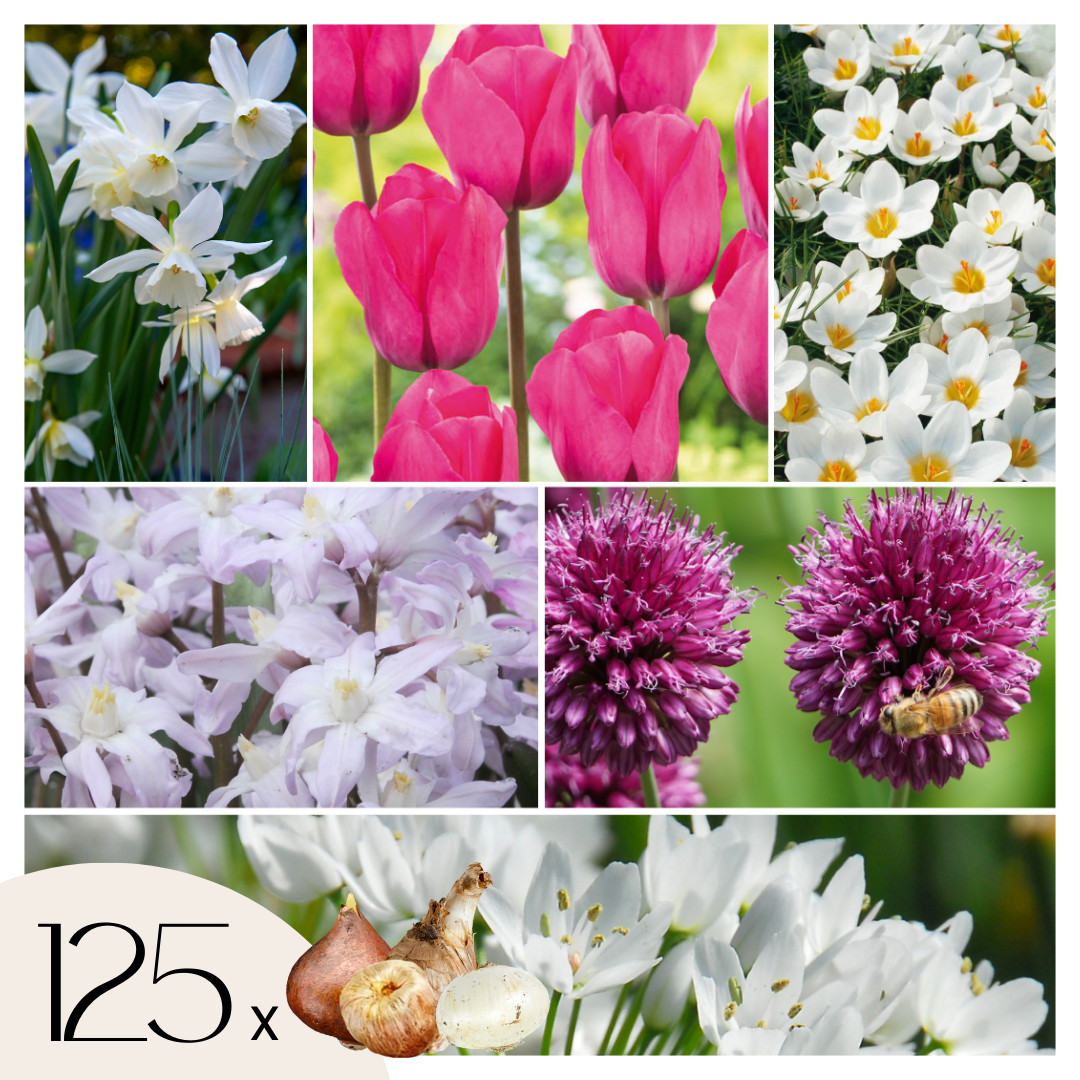 Mix bloembollen - Set van 125 - Allium, Narcissus, Muscari, Tulipa - Paars afbeelding