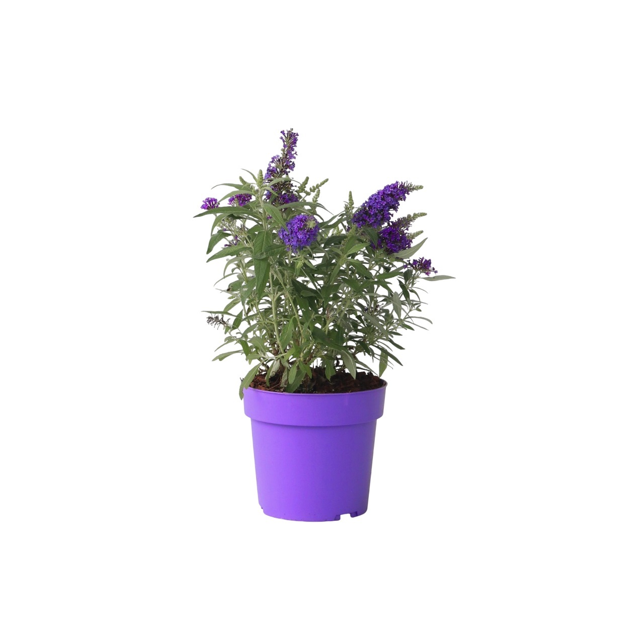 Vlinderstruik - Buddleja davidii'Candy'- Hoogte 30-40cm -⌀19cm afbeelding