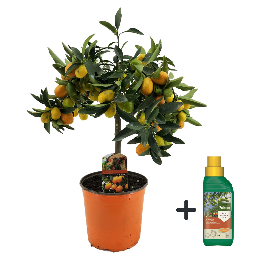 Sinaasappelboom - Citrus microcarpa'Kumquat'- Hoogte 50-60cm -⌀19cm afbeelding