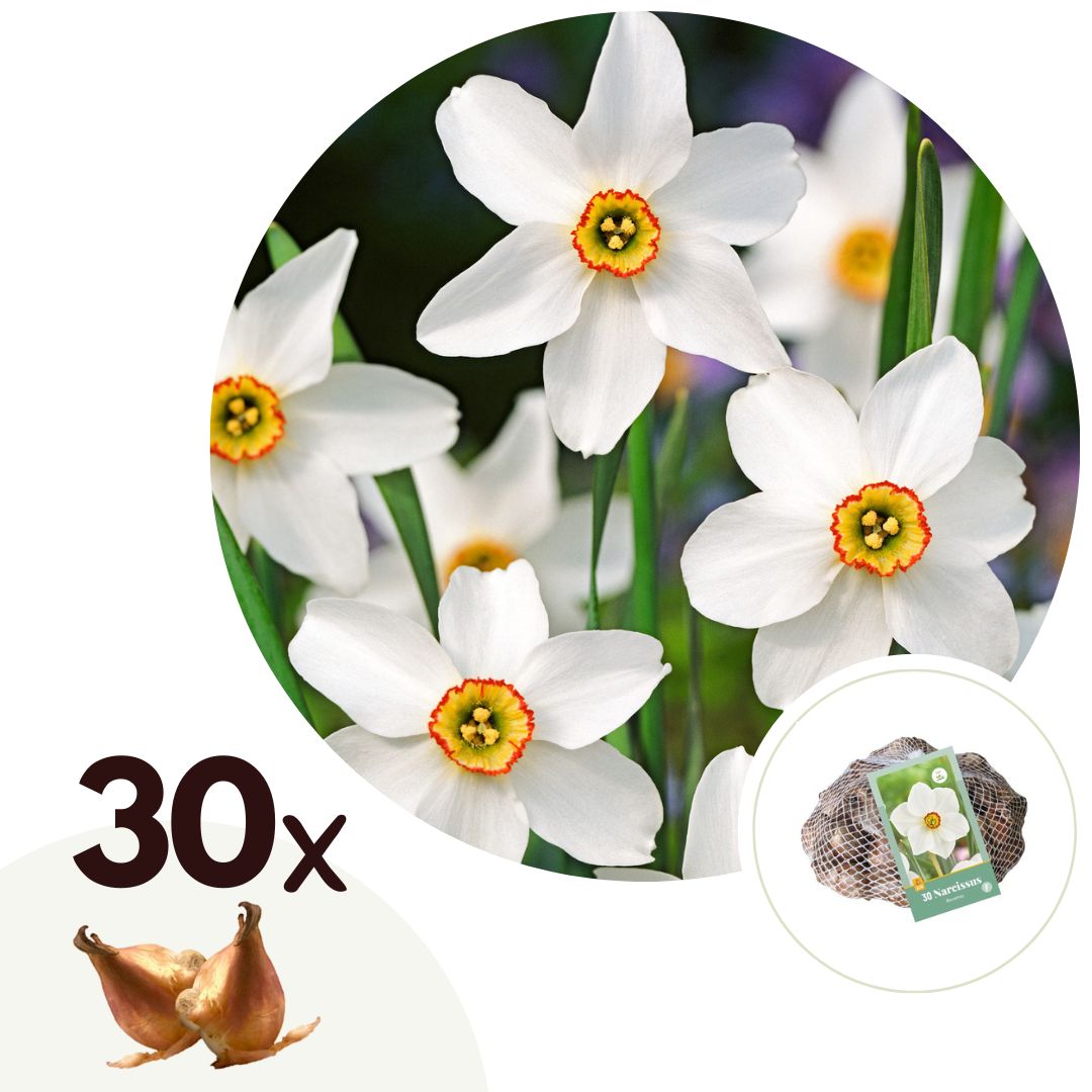 Narcissen - Set van 30 - Narcissus'Recurvus'- Bloembollen - Wit afbeelding