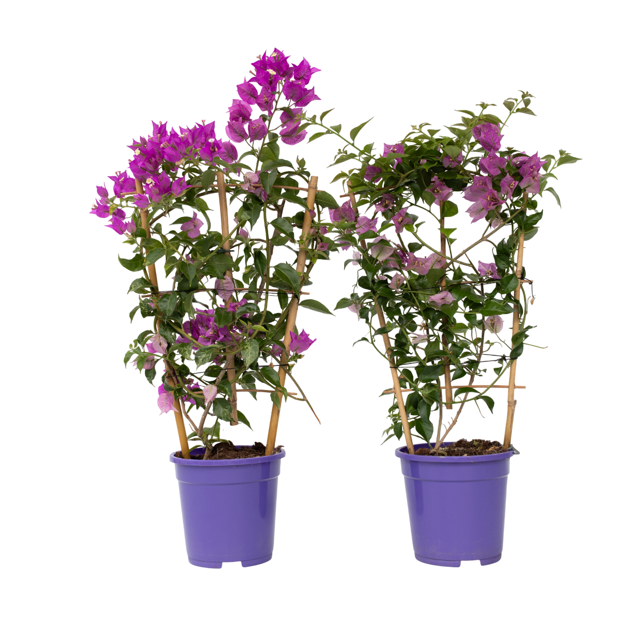 Bougainville - Set van 2 - Bougainvillea'Alexandra'- Hoogte 50-60cm -⌀17cm afbeelding