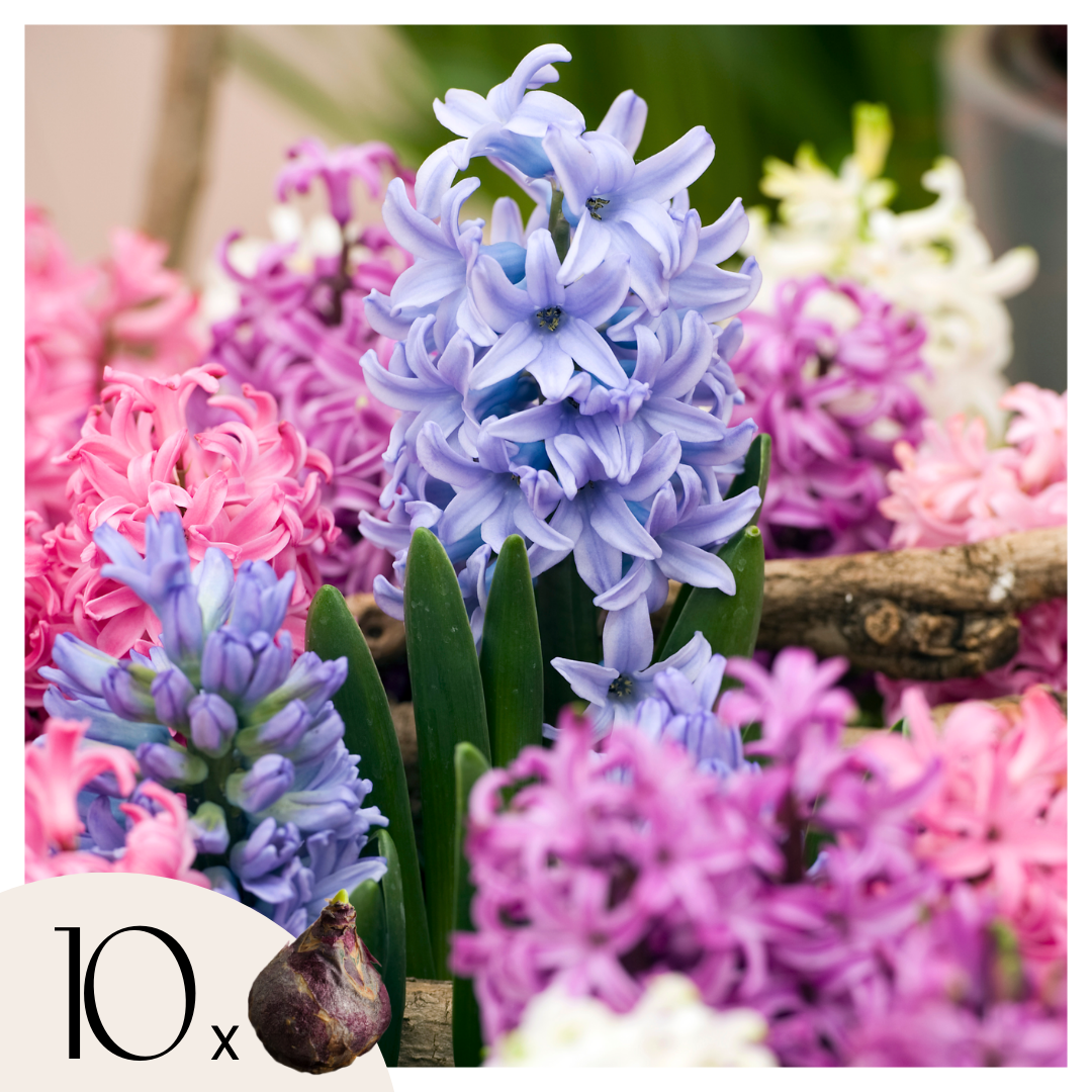 Hyacinthen - Set van 10 - Hyacinthus - Bloembollen afbeelding