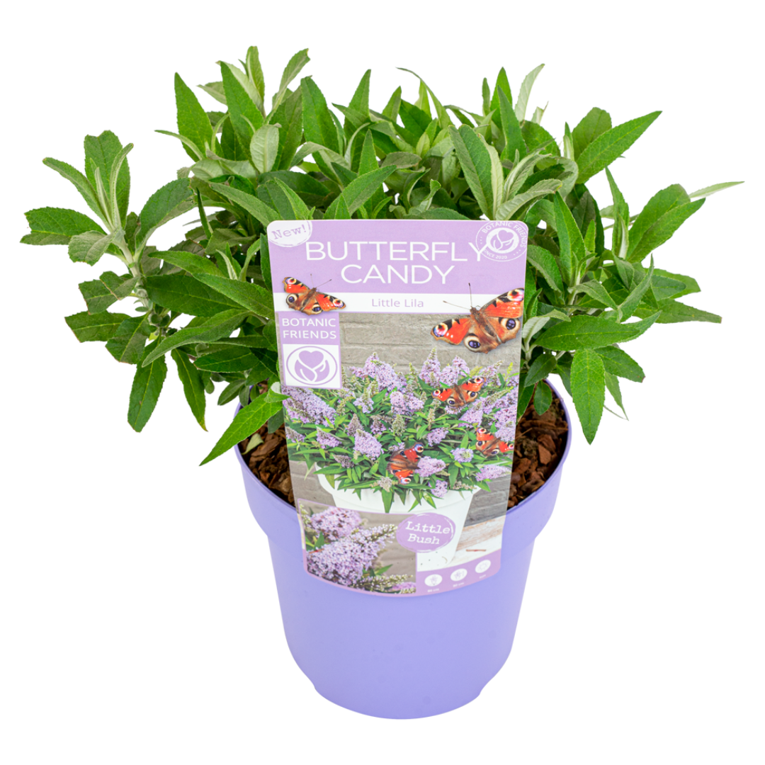 Vlinderstruik - Buddleja davidii'Candy'- Hoogte 30-40cm -⌀19cm afbeelding