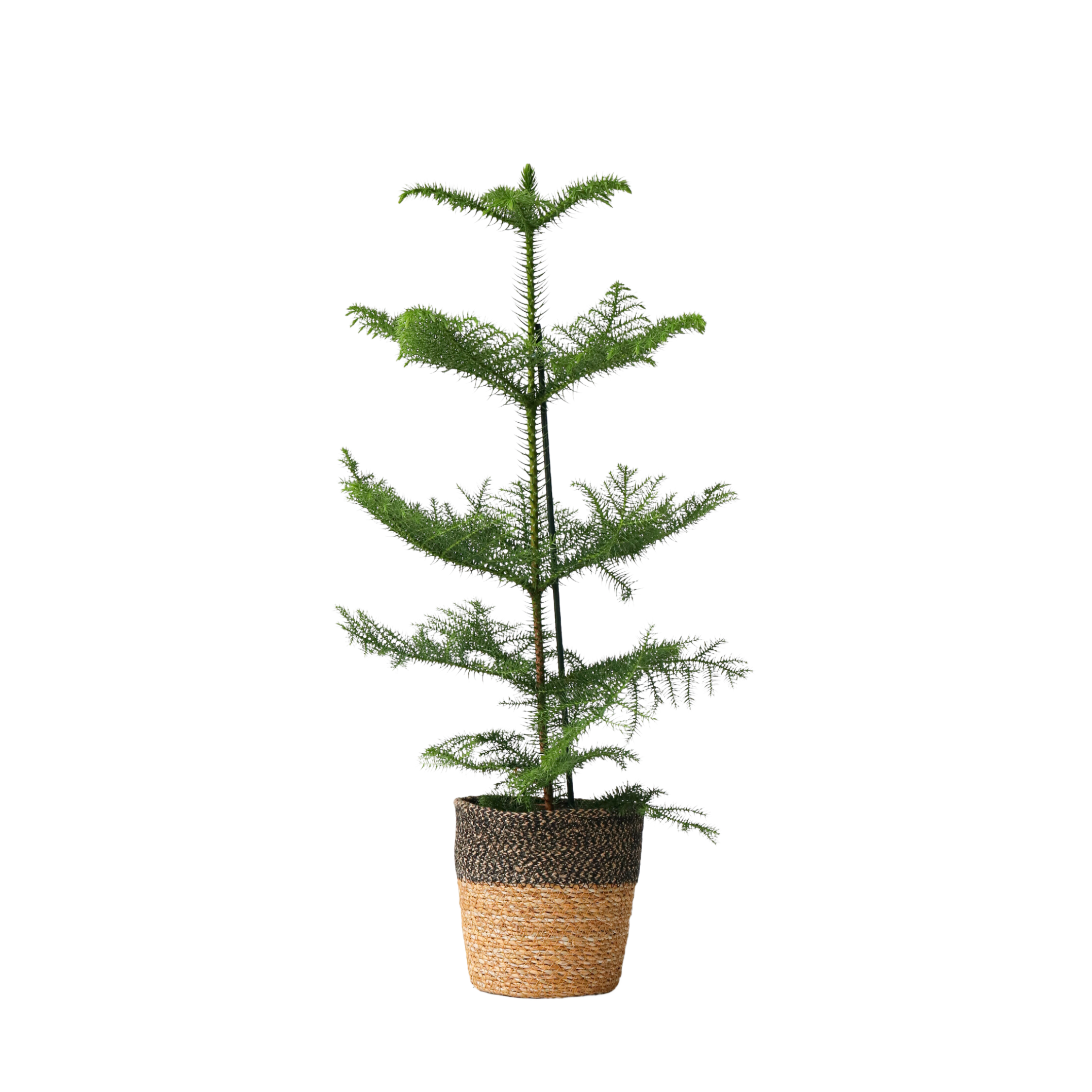 Kamerden - Araucaria heterophylla - Hoogte 50-60cm -⌀17cm afbeelding