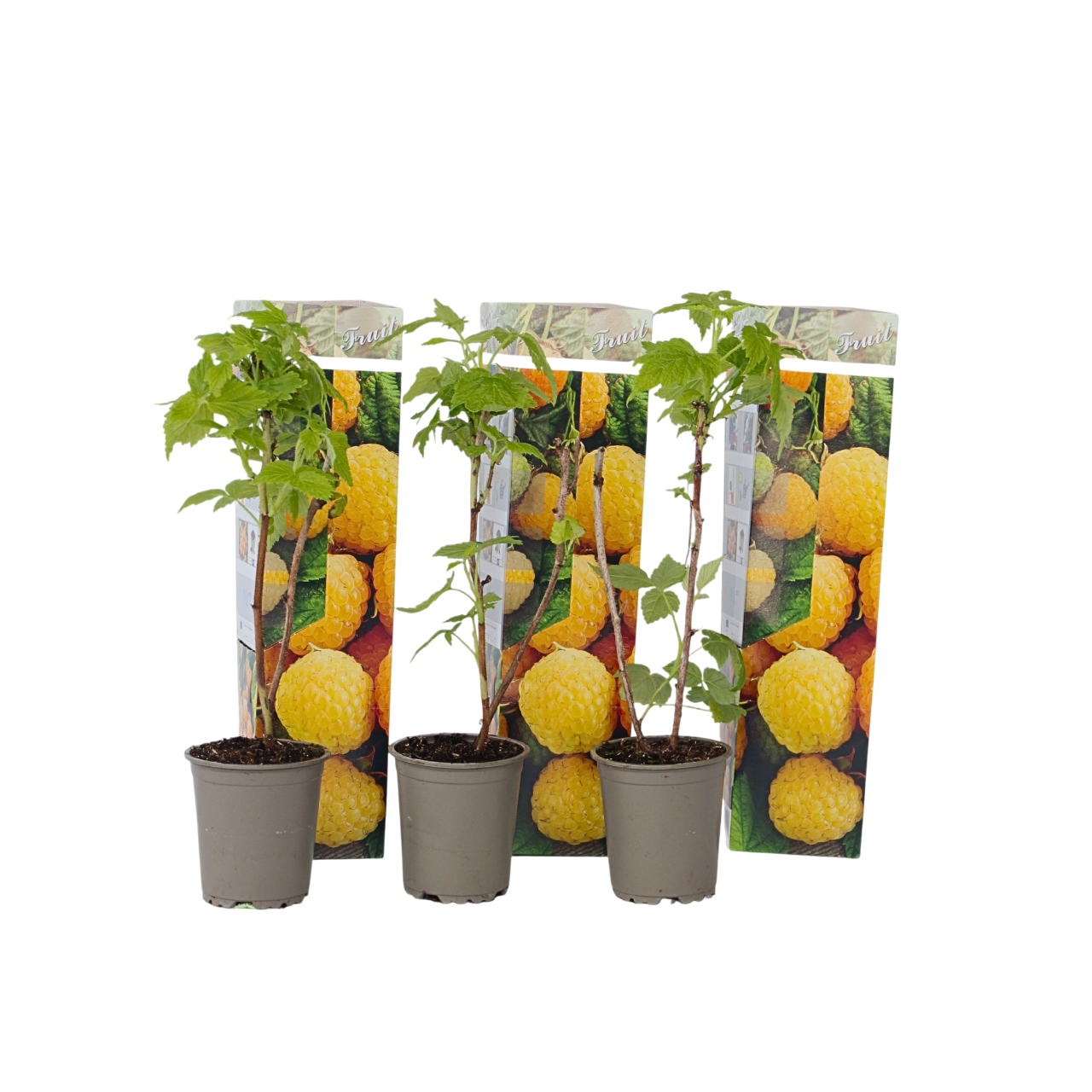 Frambozenplant - Set van 3 - Rubus idaeus'Fallgold'- Hoogte 25-40cm -⌀9cm afbeelding