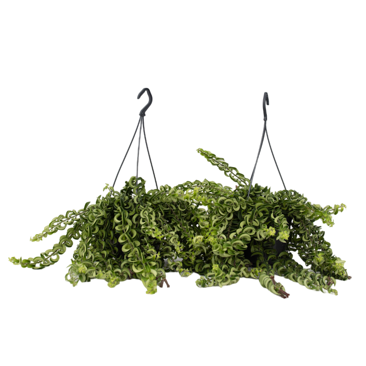 Lippenstiftplant - Set van 2 - Aeschynanthus pulcher - Hoogte 20-30cm -⌀15cm afbeelding