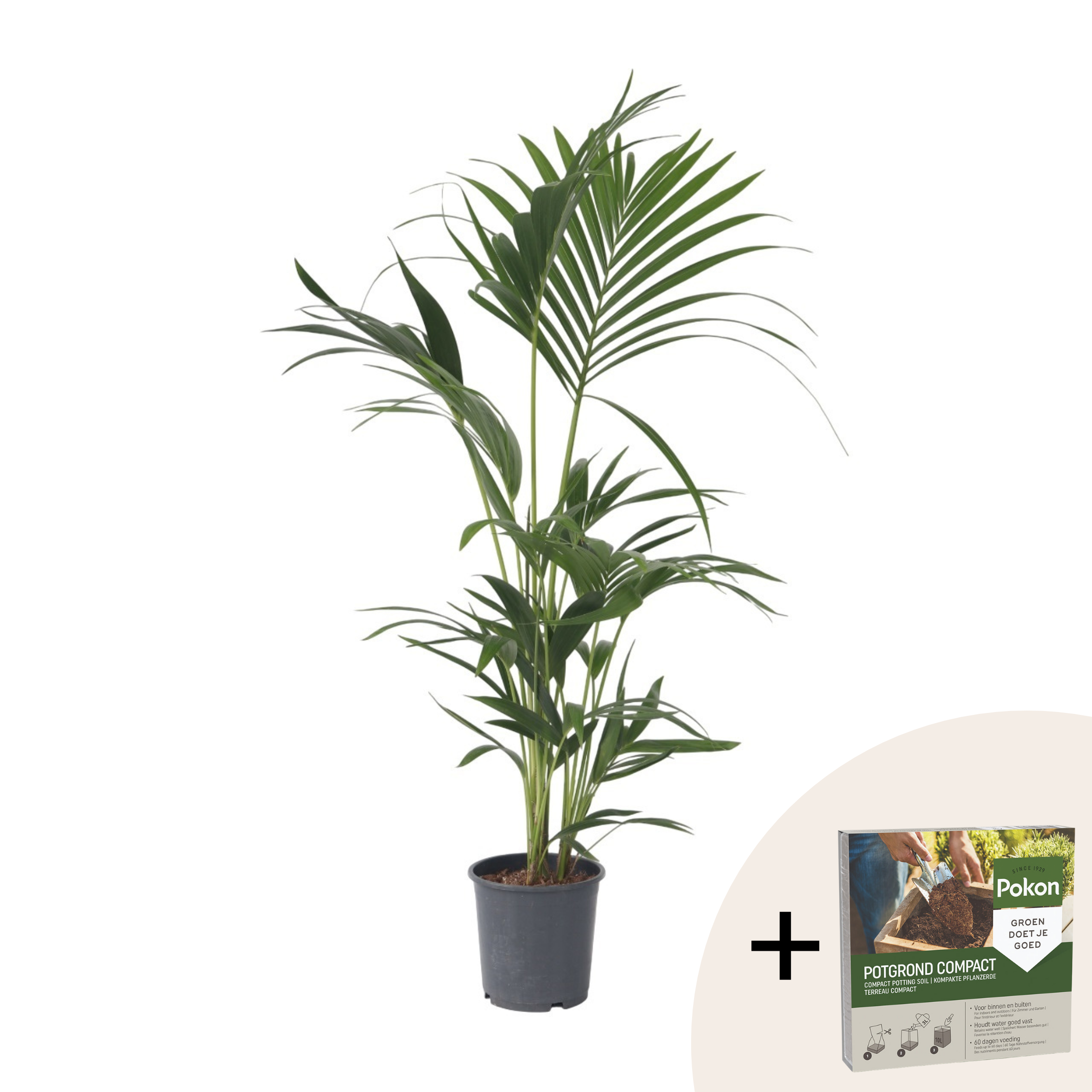 Kentiapalm - Howea forsteriana - Hoogte 90-100cm -⌀18cm afbeelding