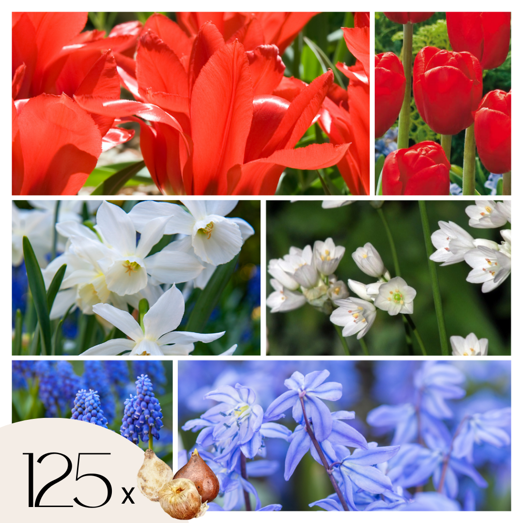Hollandse bloembollen - Set van 125 - Tulipa Narcissus Scilla Allium Muscari afbeelding