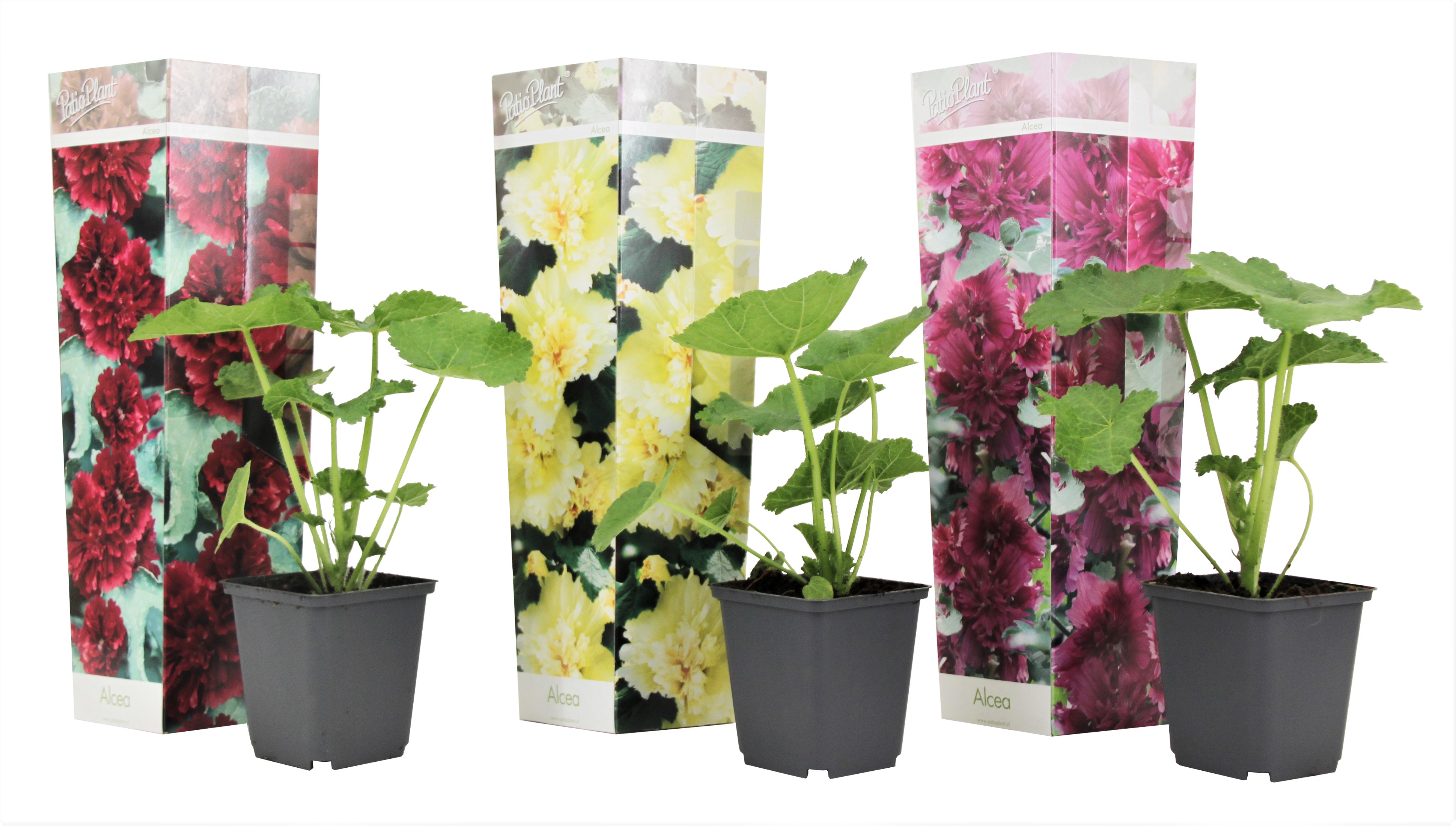 Stookroos - Set van 3 - Alcea rosea - Hoogte 25-40cm -⌀9cm afbeelding