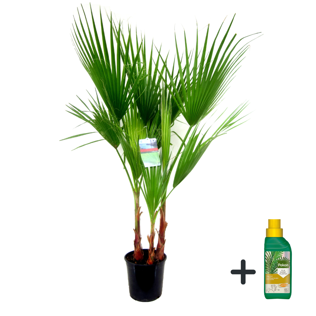 Mexicaanse waaierpalm - Washingtonia robusta - Hoogte 70-90cm -⌀21cm afbeelding