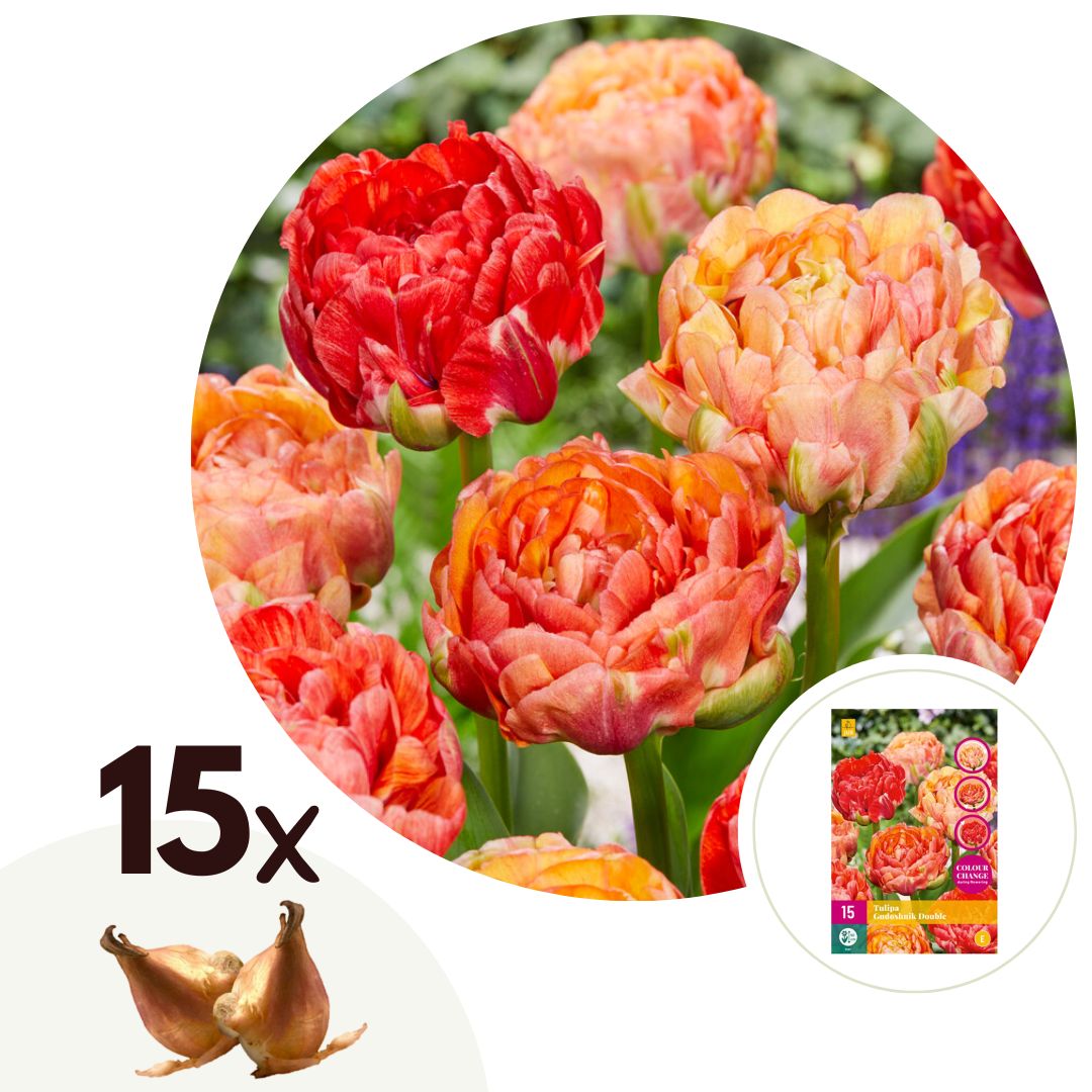 Tulpenbollen - Set van 15 - Tulipa'Gudoshnik Double'- Bloembollen - Wit afbeelding