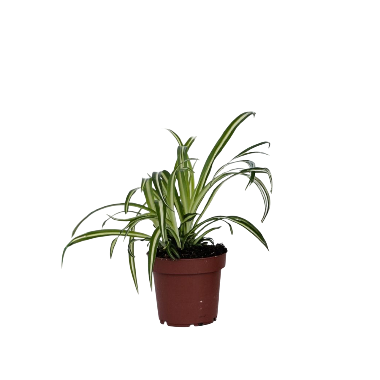 Graslelie - Chlorophytum comosum'Atlantic'- Hoogte 25-40cm -⌀12cm afbeelding