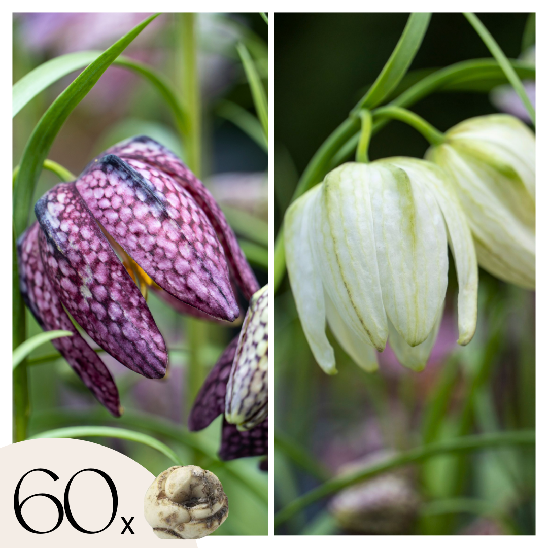 Wilde kievitsbloem - Set van 60 - Fritillaria'meleagris'- Bloembollen afbeelding