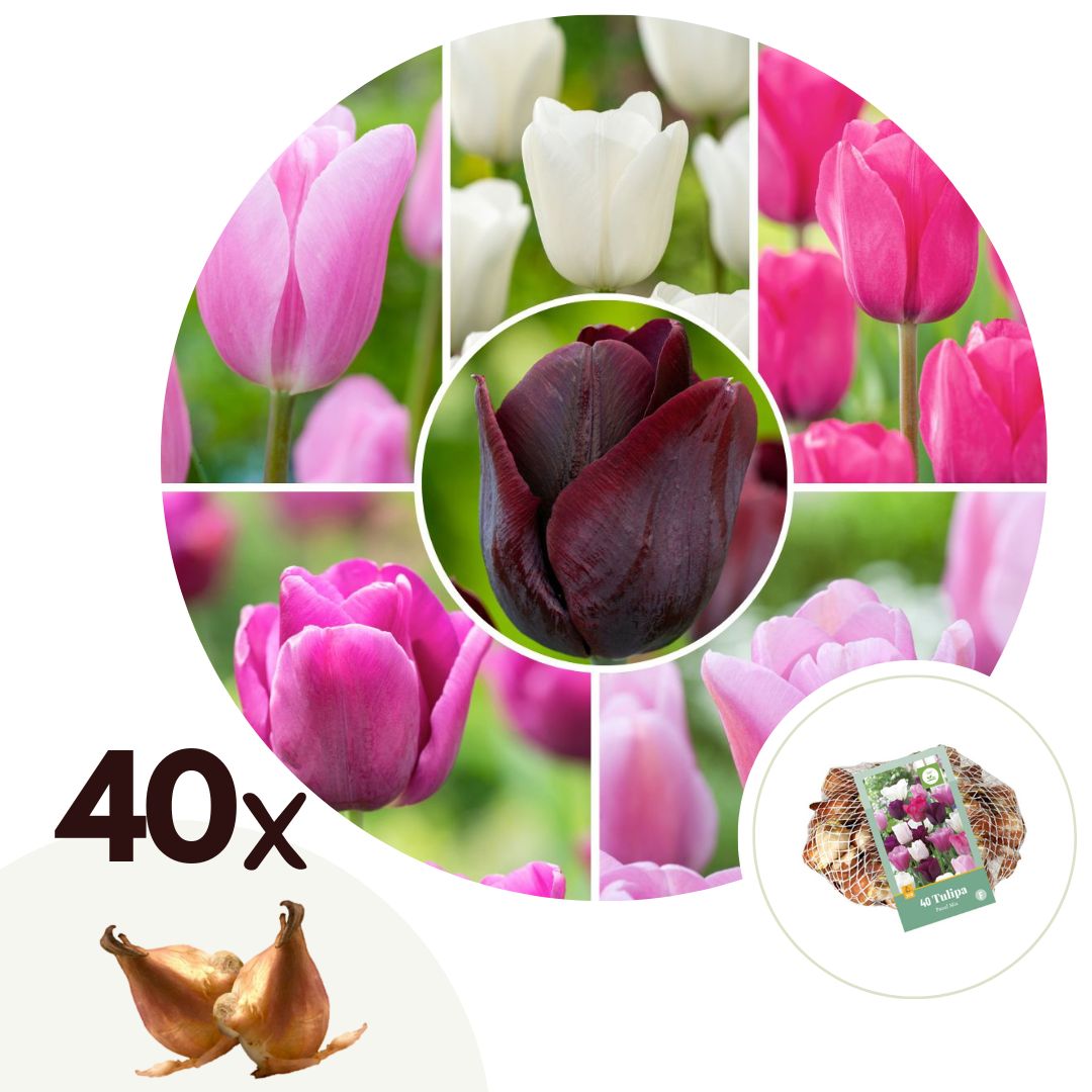 Tulpenbollen - Set van 40 - Tulipa'Pastel'- Bloembollen afbeelding