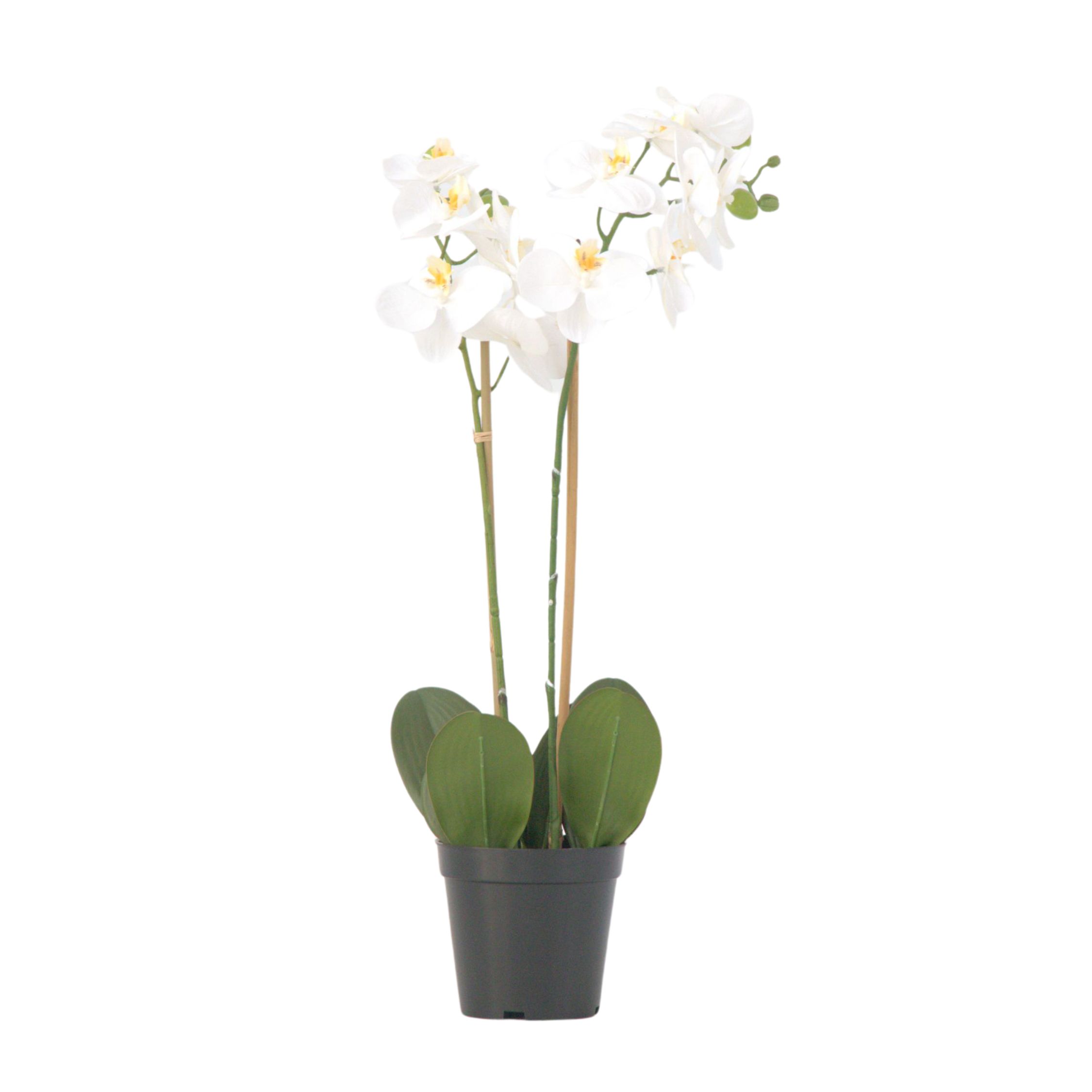 Kunstplant phalaenopsis orchidee - Wit - Hoogte 55cm afbeelding